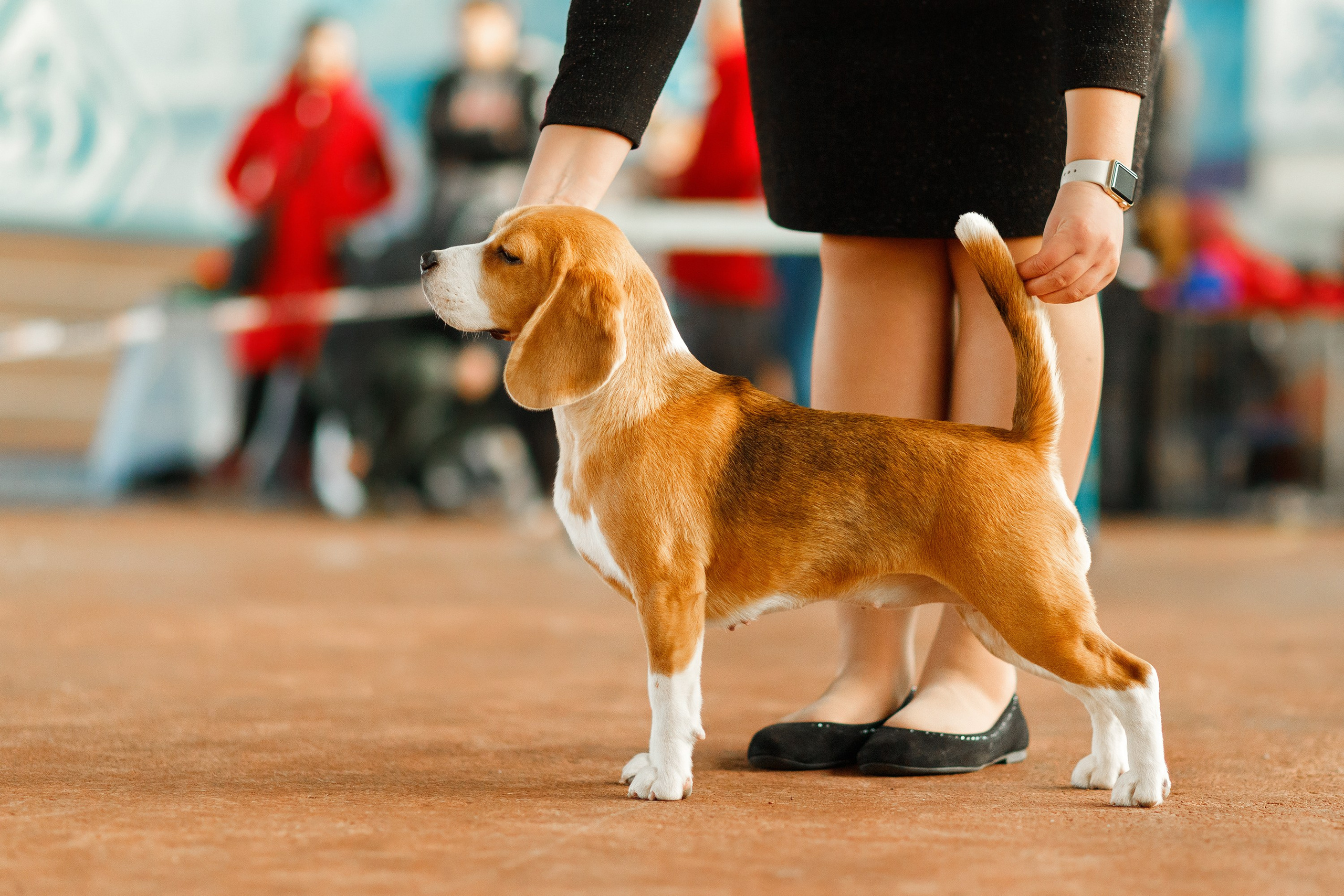 Dog shows | the best ones. Kaja | fotograf psów we Wrocławiu
