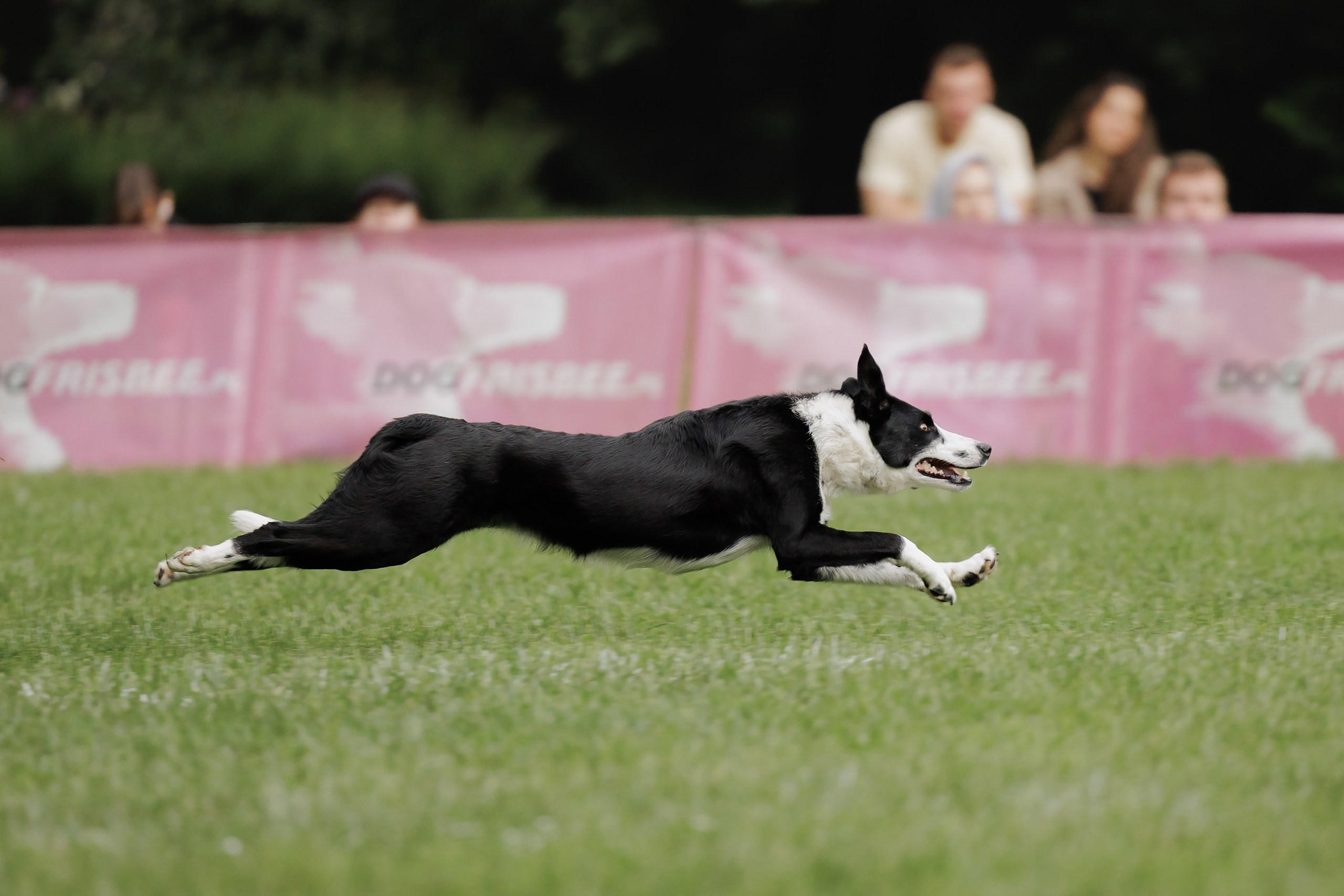 Latające psy, Wrocław'25. Kaja | fotograf psów we Wrocławiu