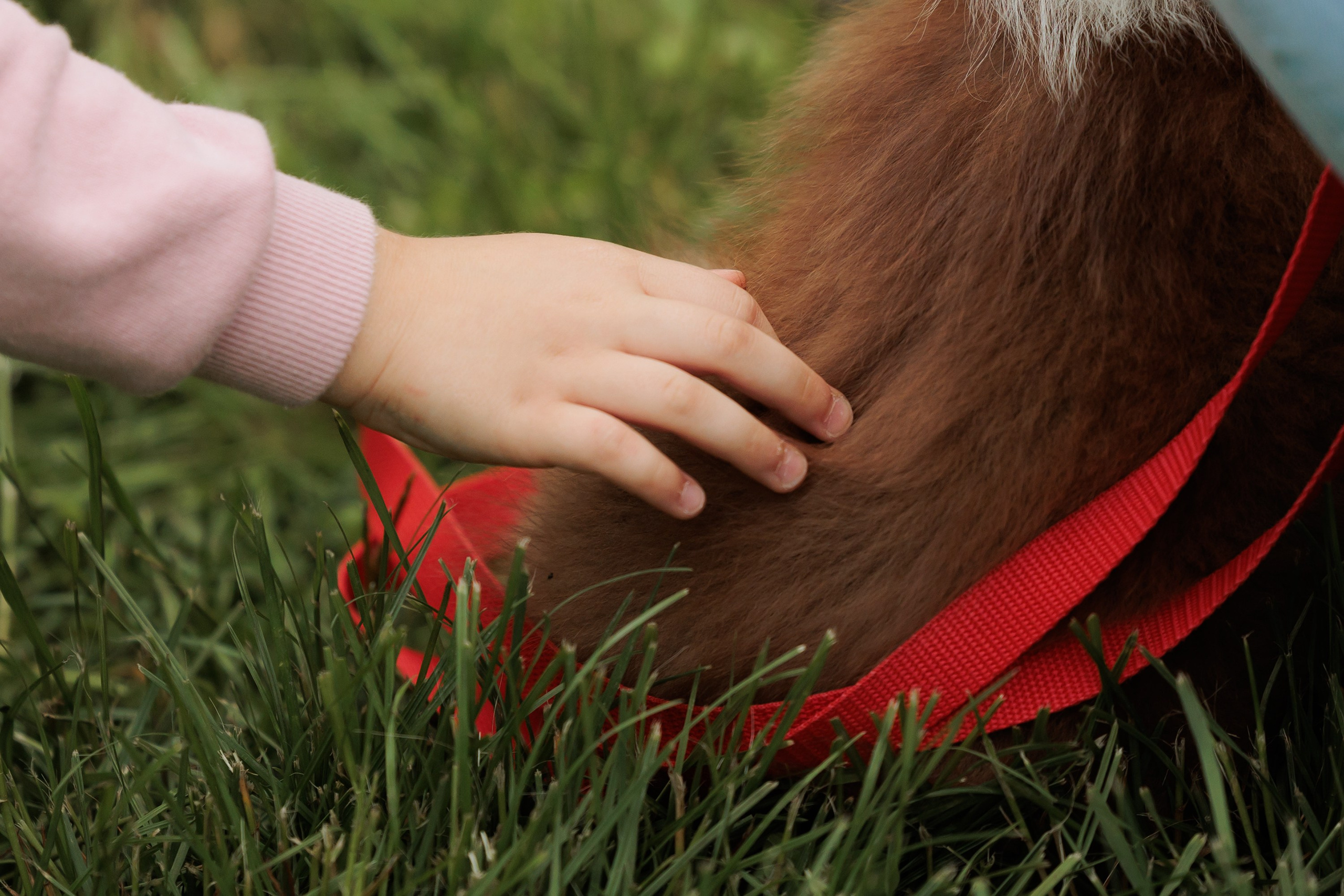 Latające psy, Wrocław'25. Kaja | fotograf psów we Wrocławiu