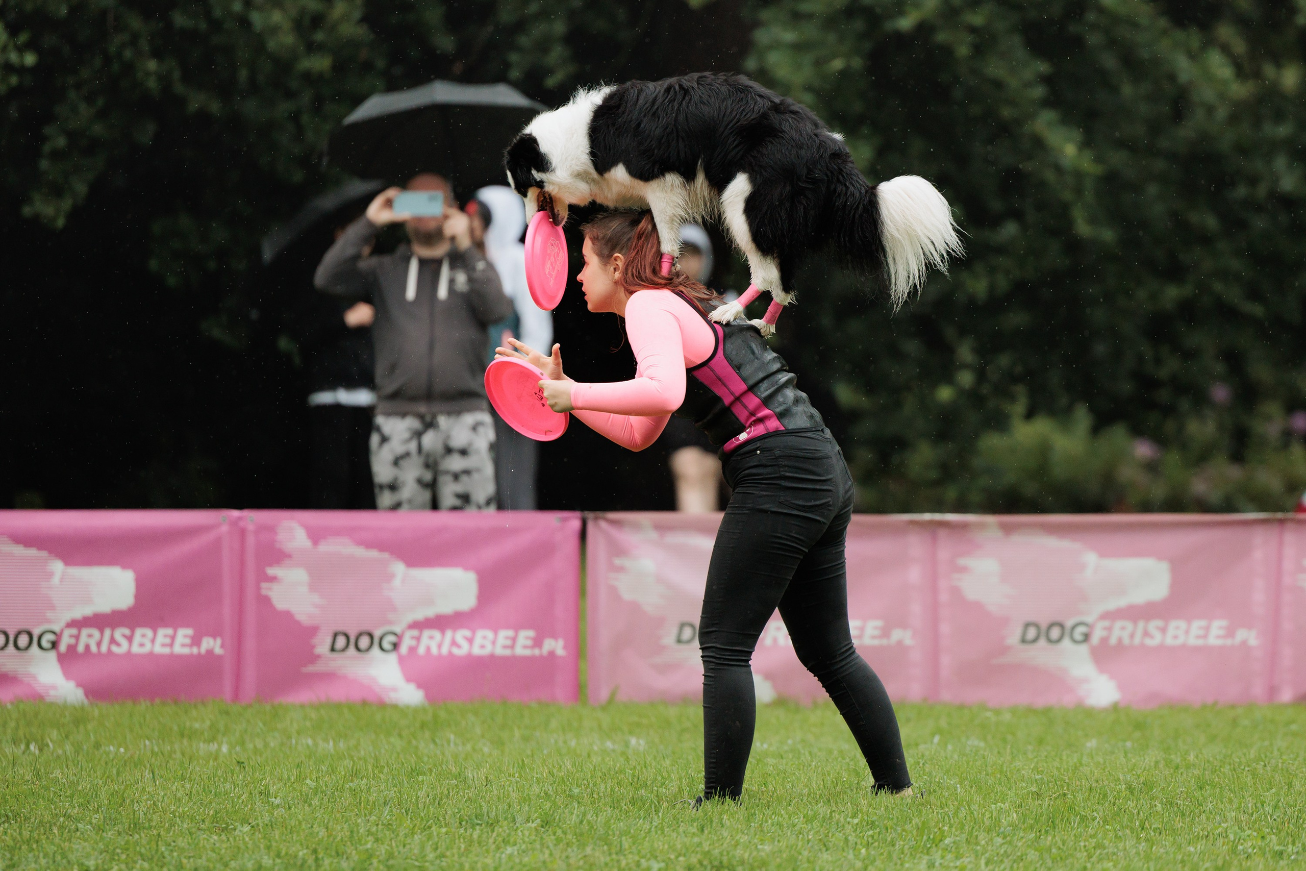Latające psy, Wrocław'25. Kaja | fotograf psów we Wrocławiu