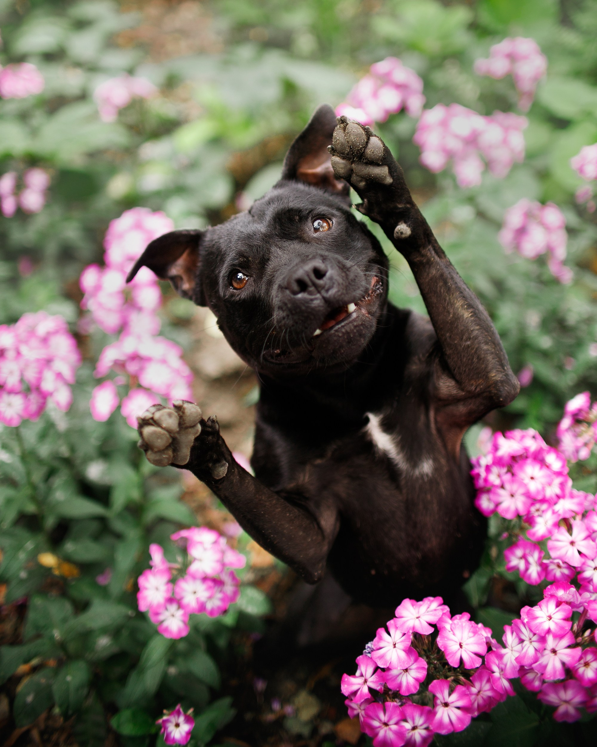 Staffy Yosia. Kaja | fotograf we Wrocławiu | ludzie i psy