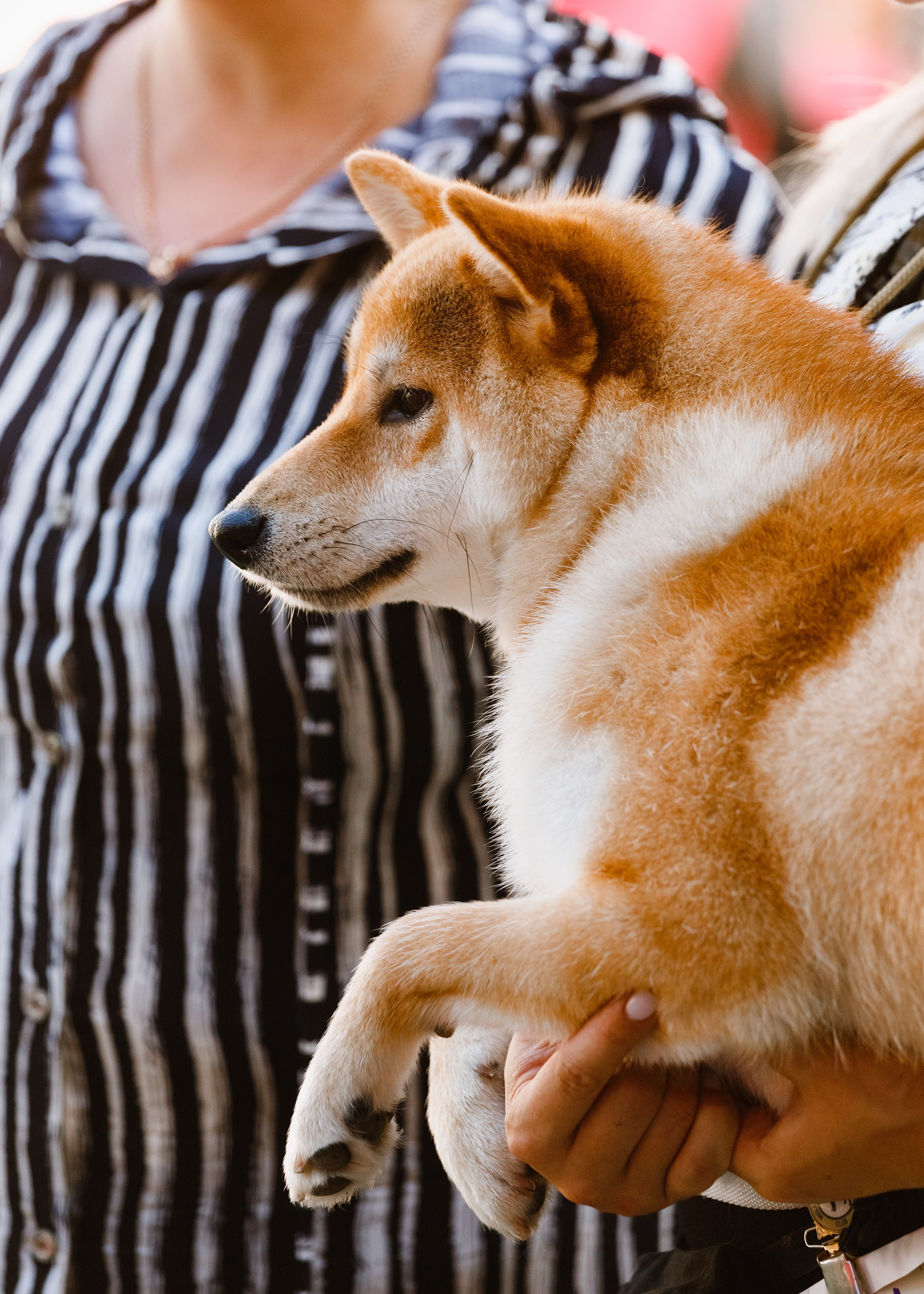«Argus» dog show in Brest. Kaja | fotograf we Wrocławiu | ludzie i psy