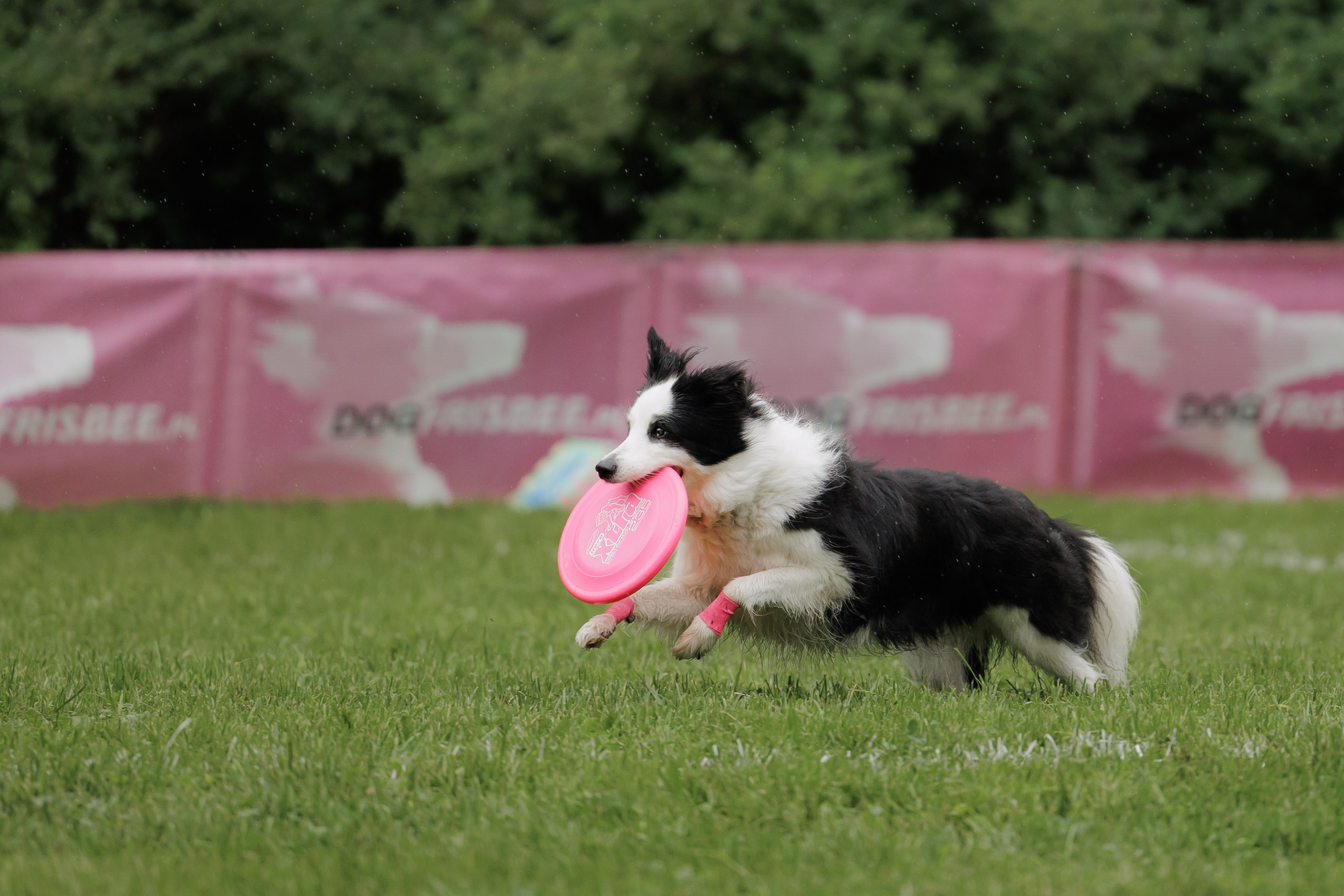 Latające psy, Wrocław'25. Kaja | fotograf psów we Wrocławiu