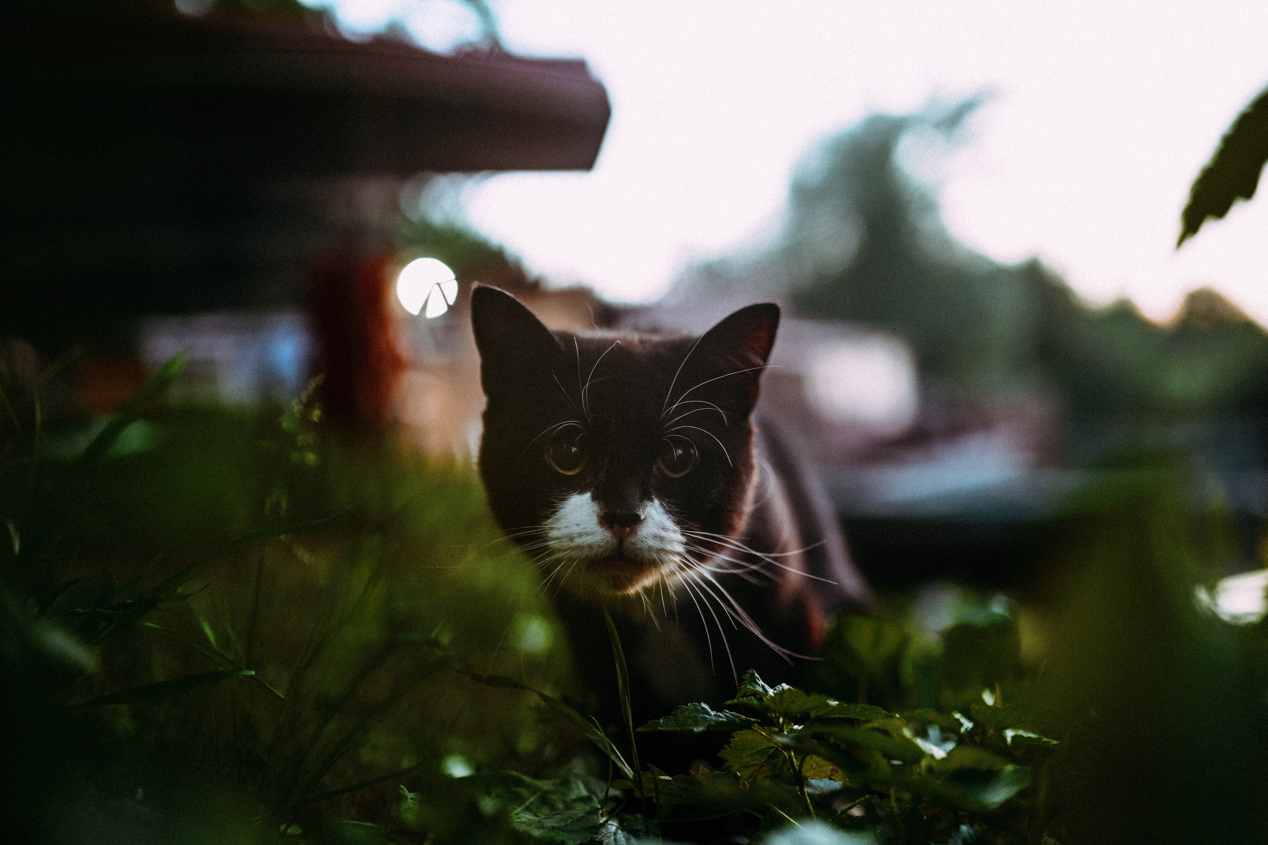 Кот шпедингера. Стрит-фотография, полная абсурда, идиотизма и красоты