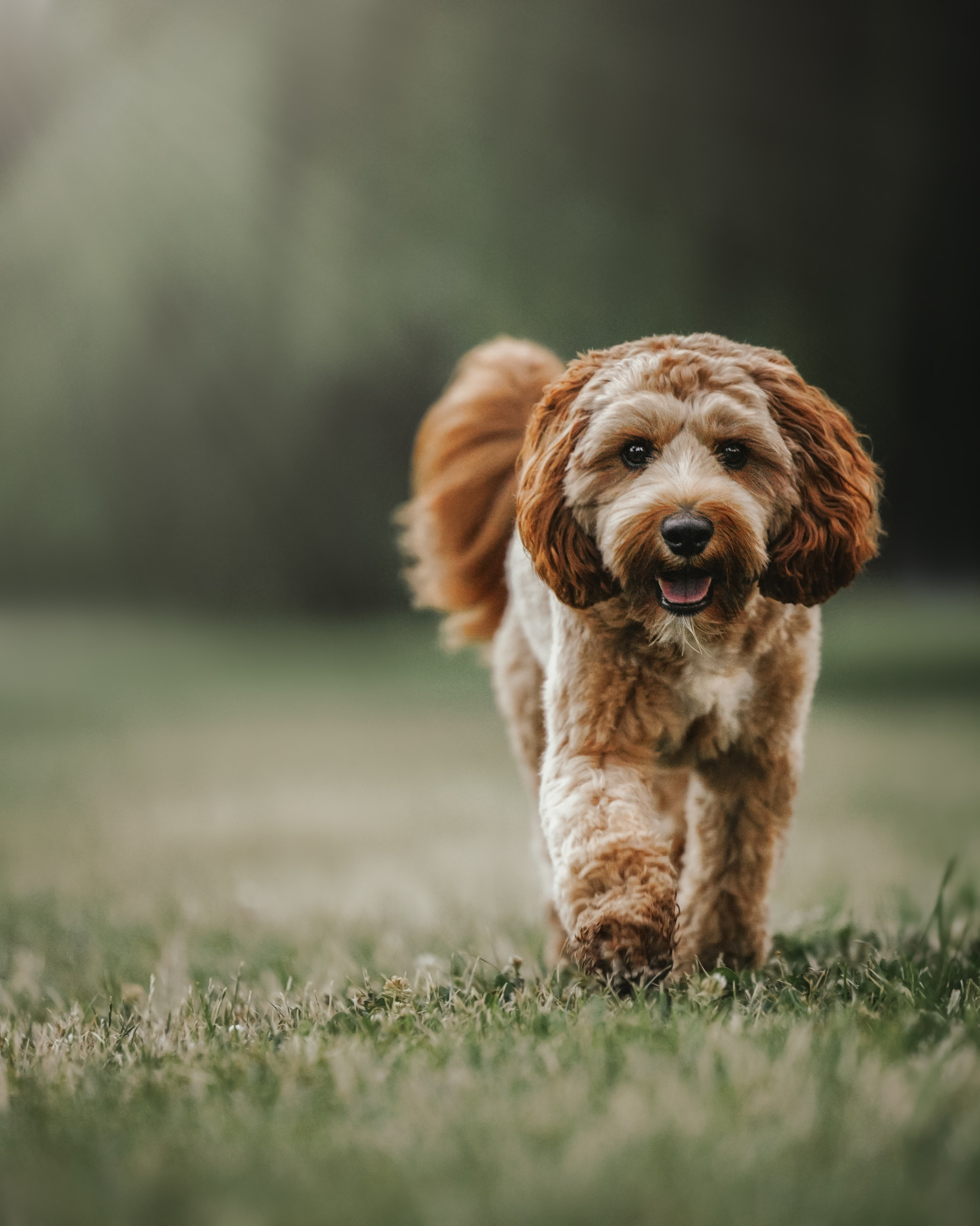 Howie & Callie. Pet Photographer Viktoriya Aleshenko