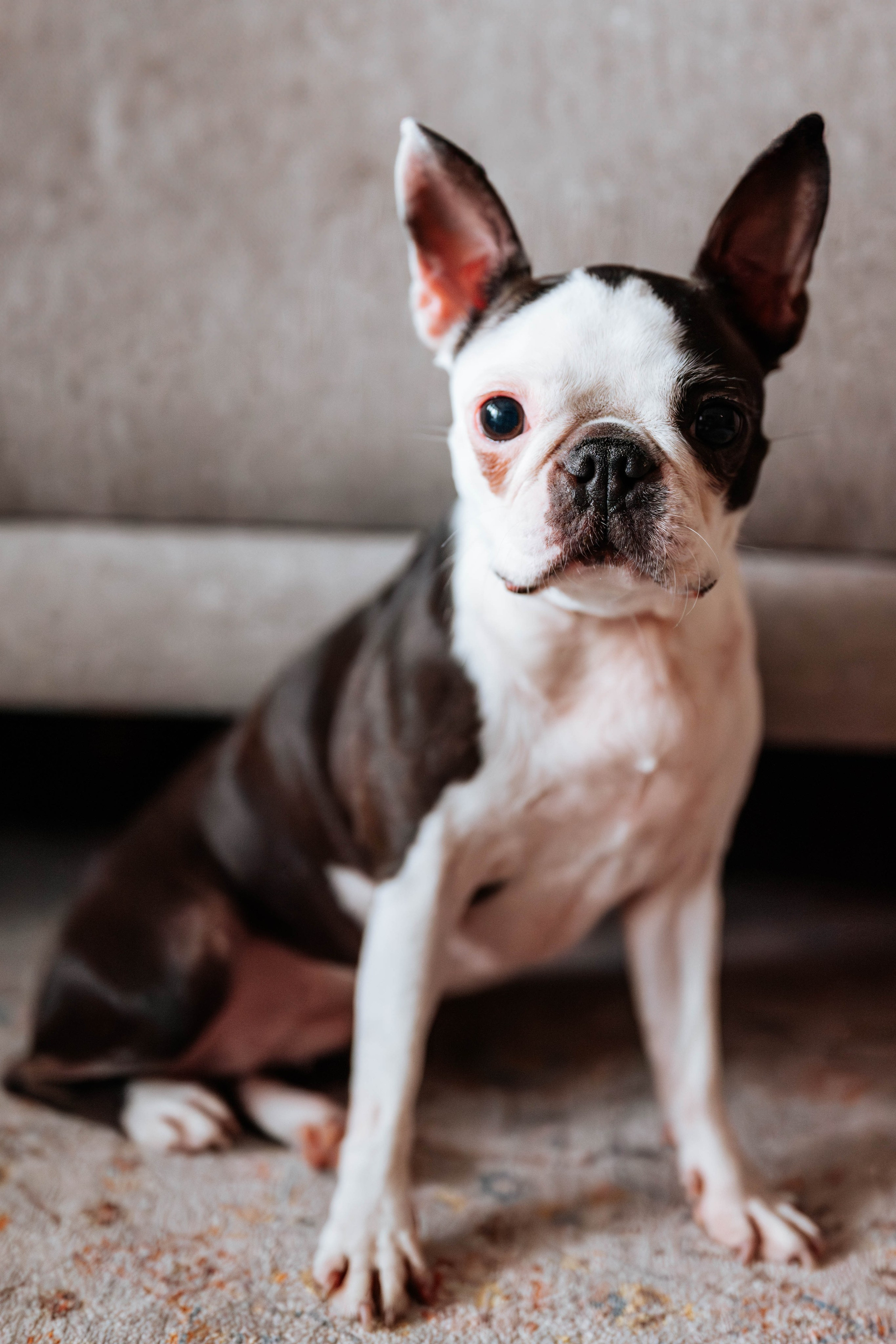 Dragica, Đorđe, Katarina i Vida - porodično fotografisanje. Dečiji i porodični fotograf