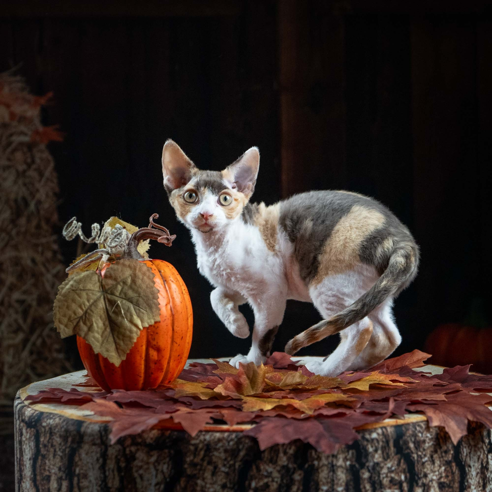 Dixie, girl, born on 06.06.24 SOLD. Devon Rex Pixie Cattery