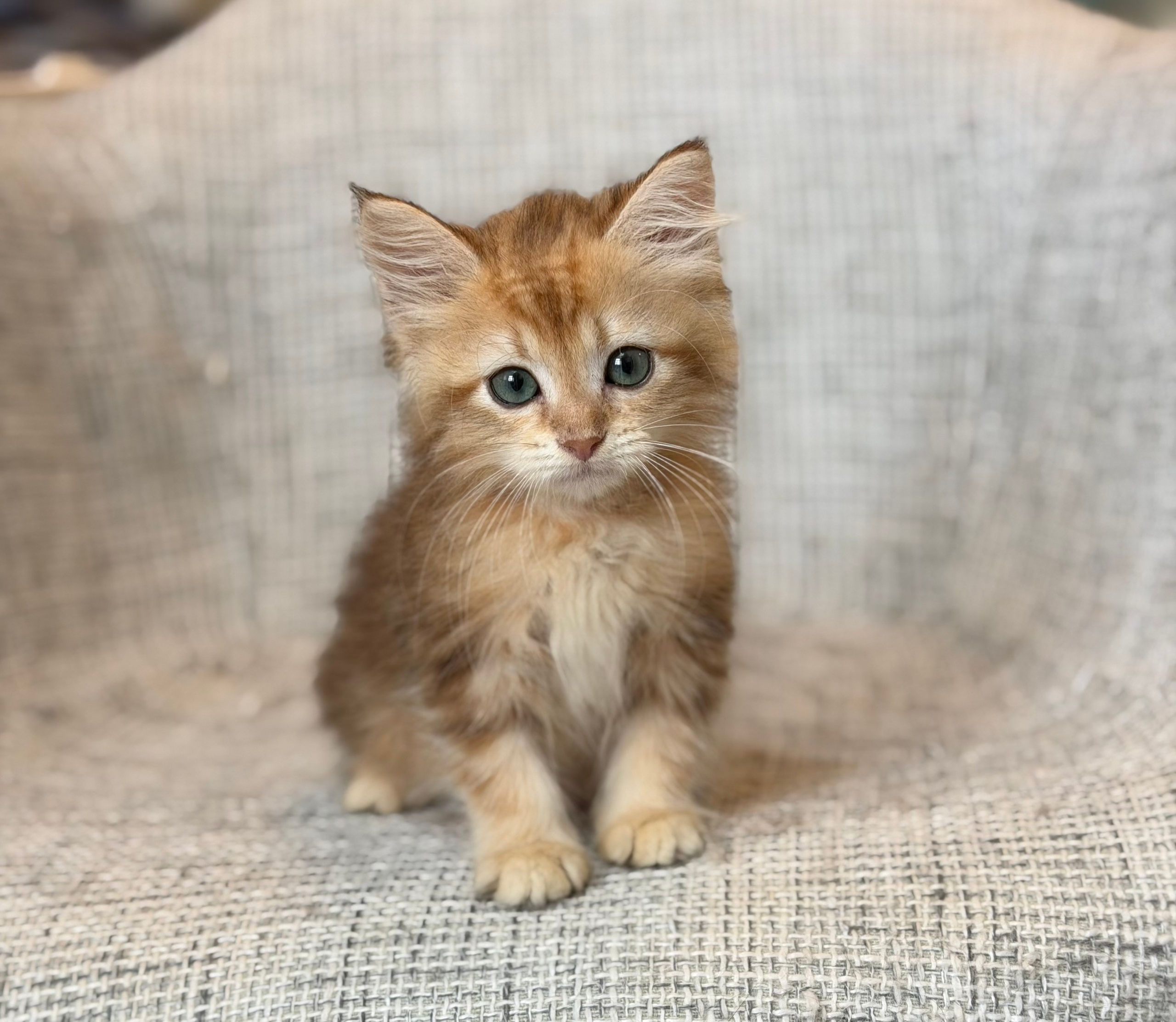 Reserved Freya Golden Tabby Female 