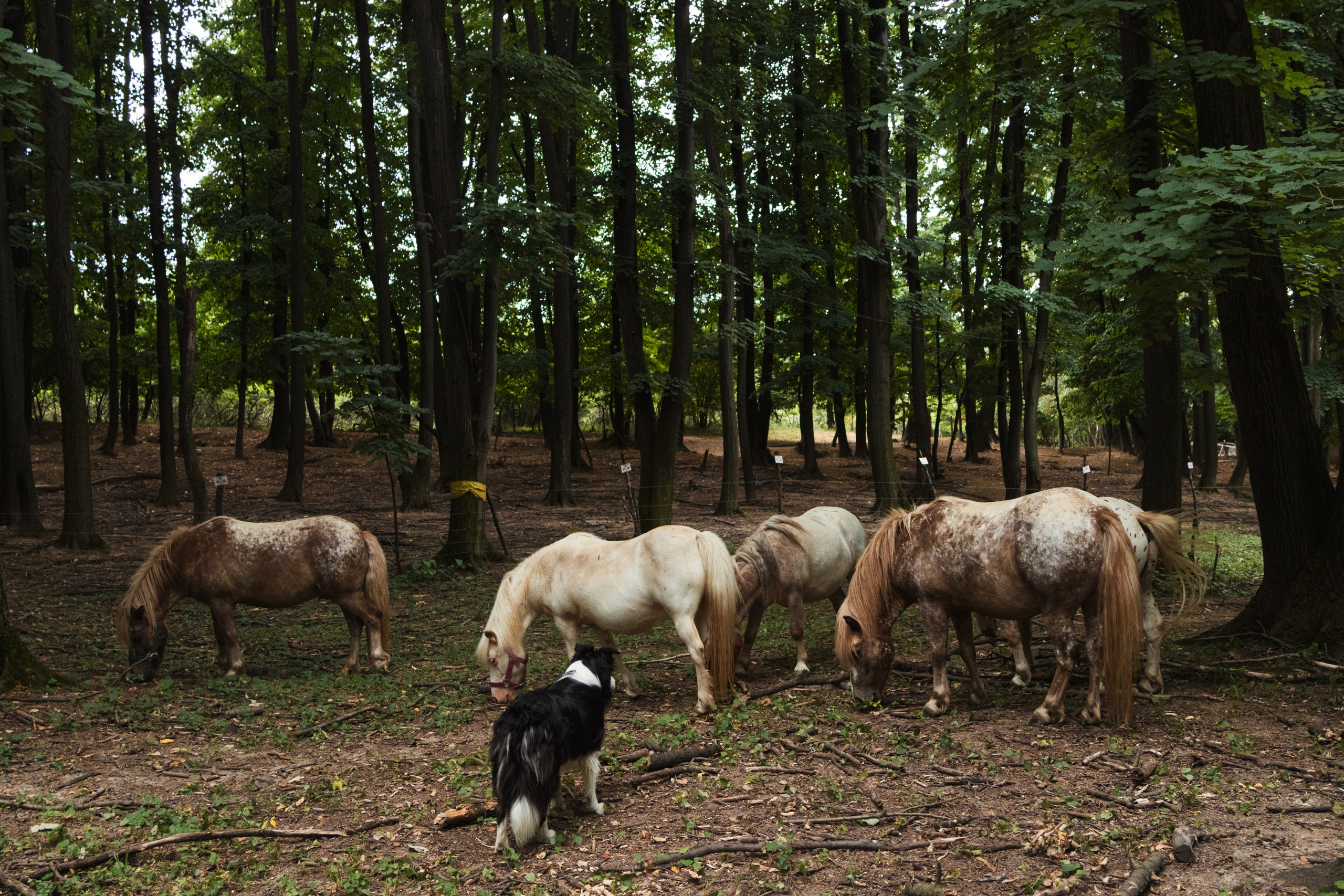Family Session — Farm with Ponies