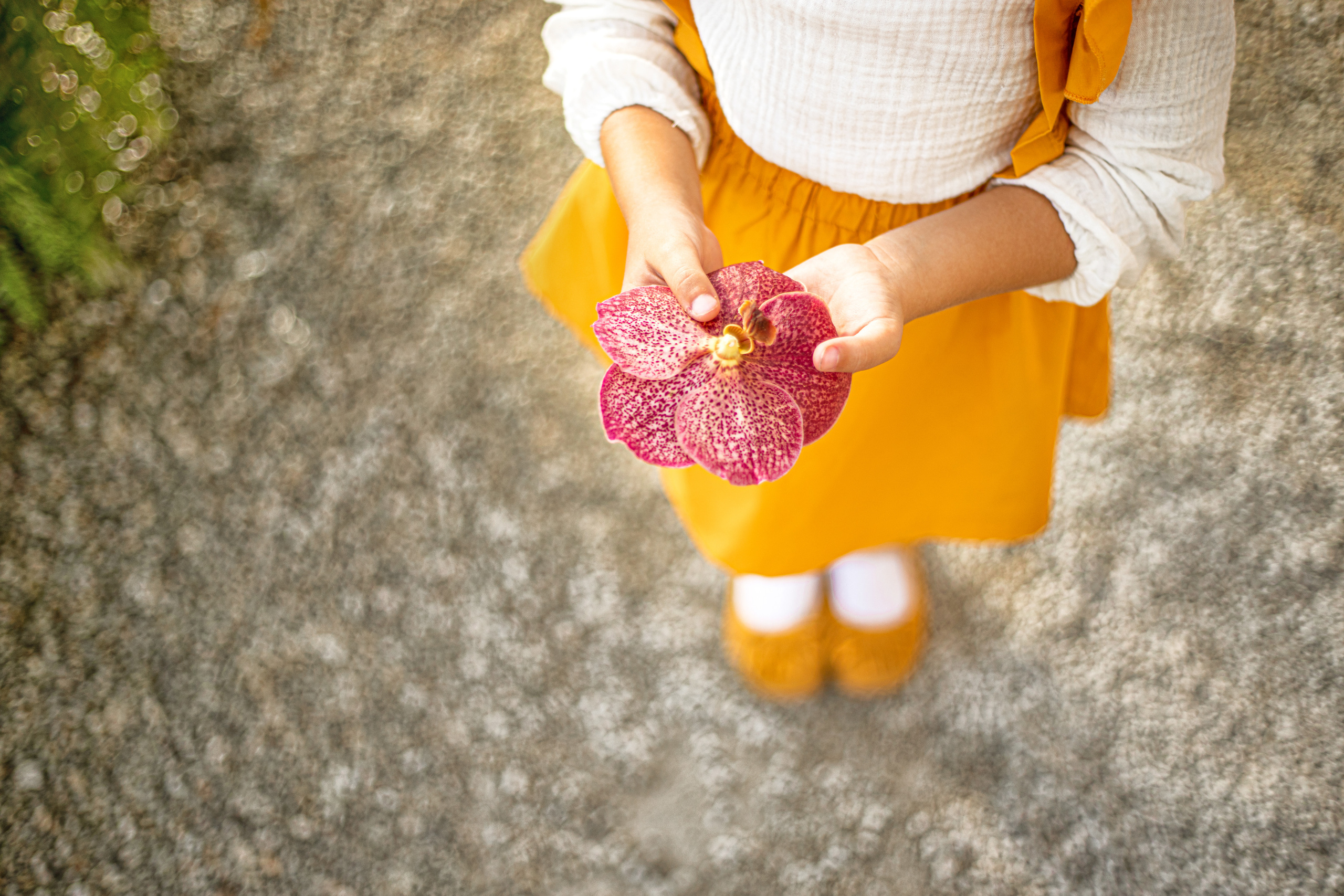 Orchid Farm. Family and Event photographer in Homestead and Miami areas of Florida