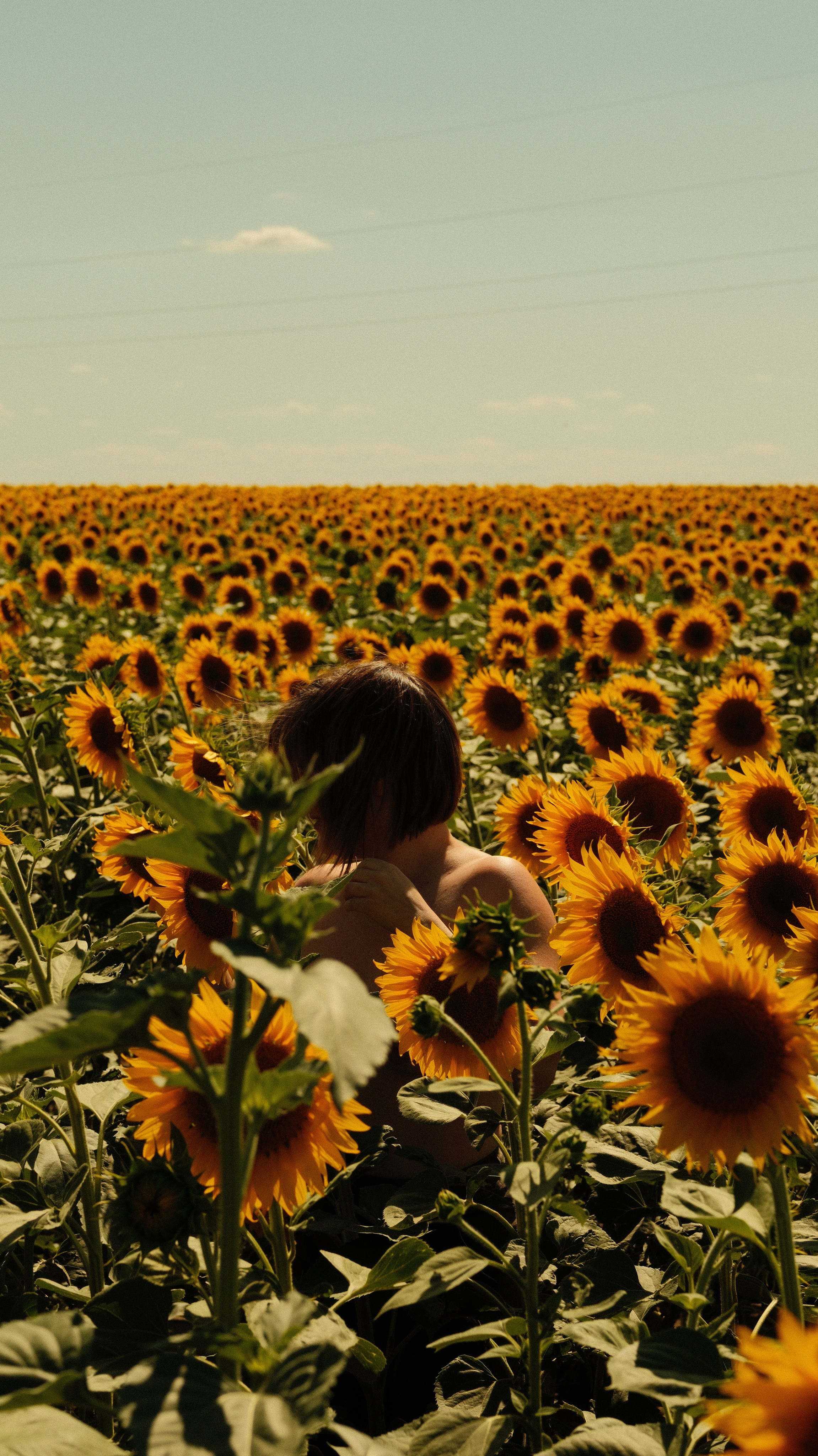 Sunflowers // Staysha. Bleeding Fin photostock