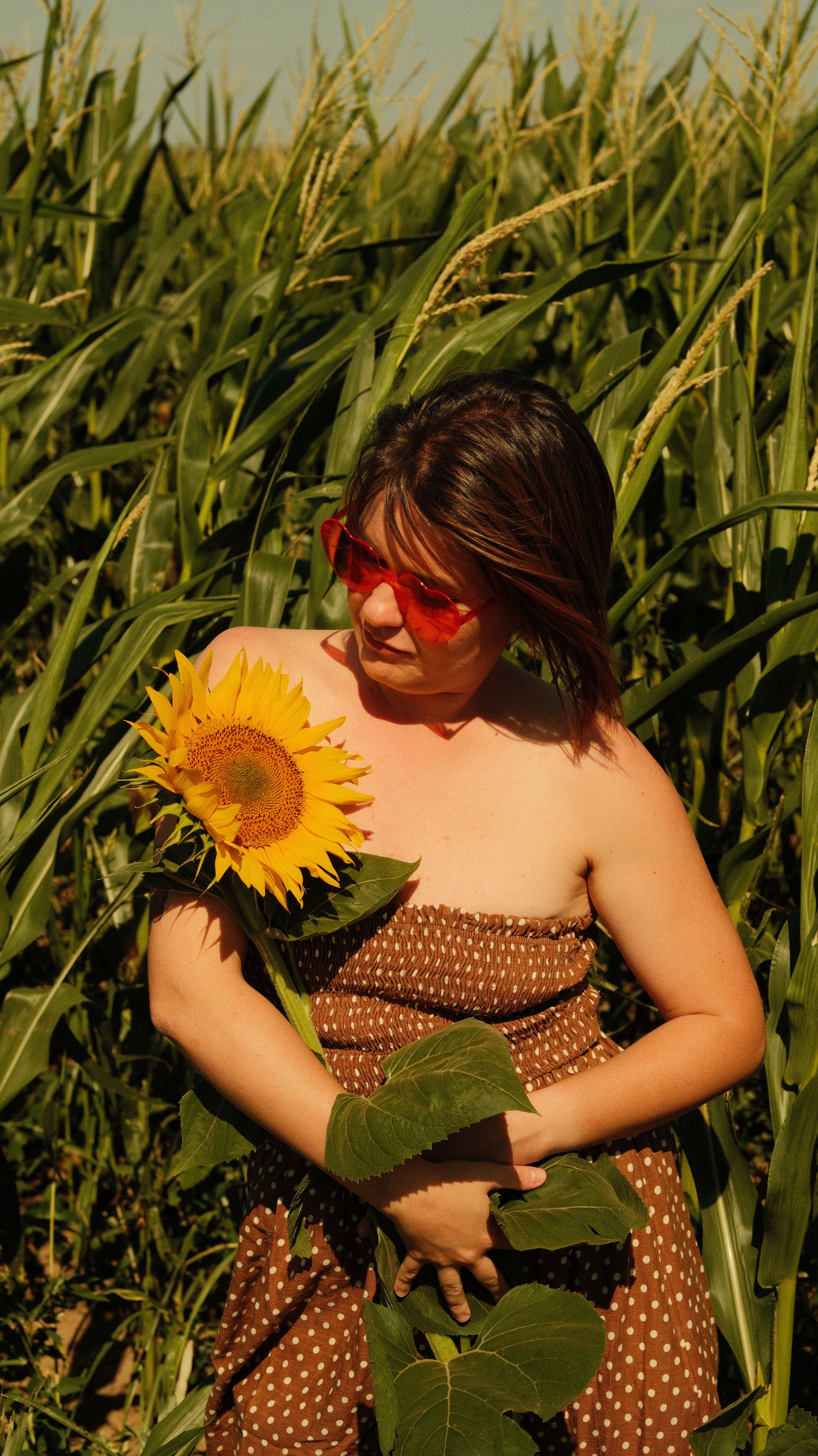 Sunflowers // Staysha. Bleeding Fin photostock
