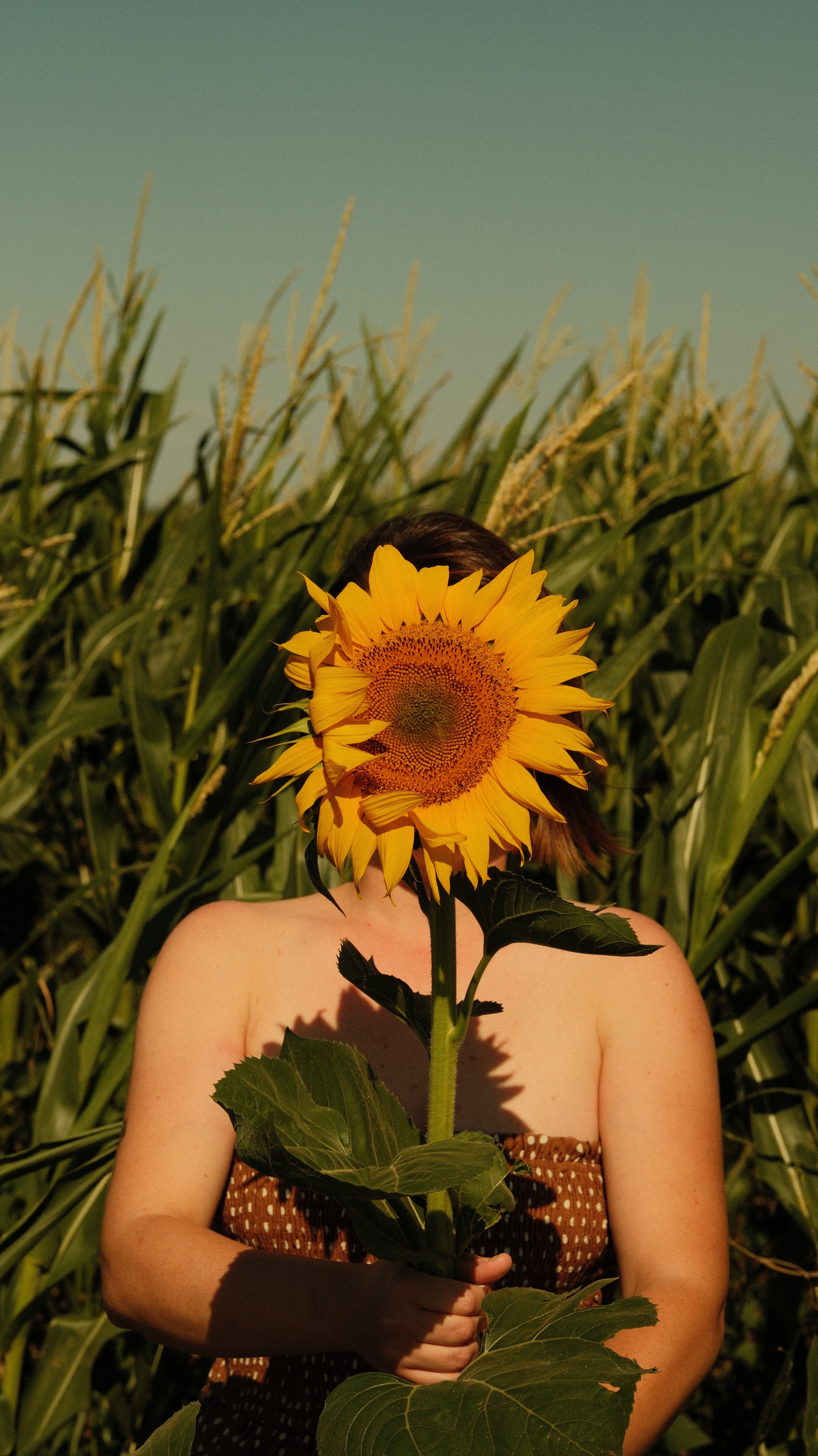 Sunflowers // Staysha. Bleeding Fin photostock