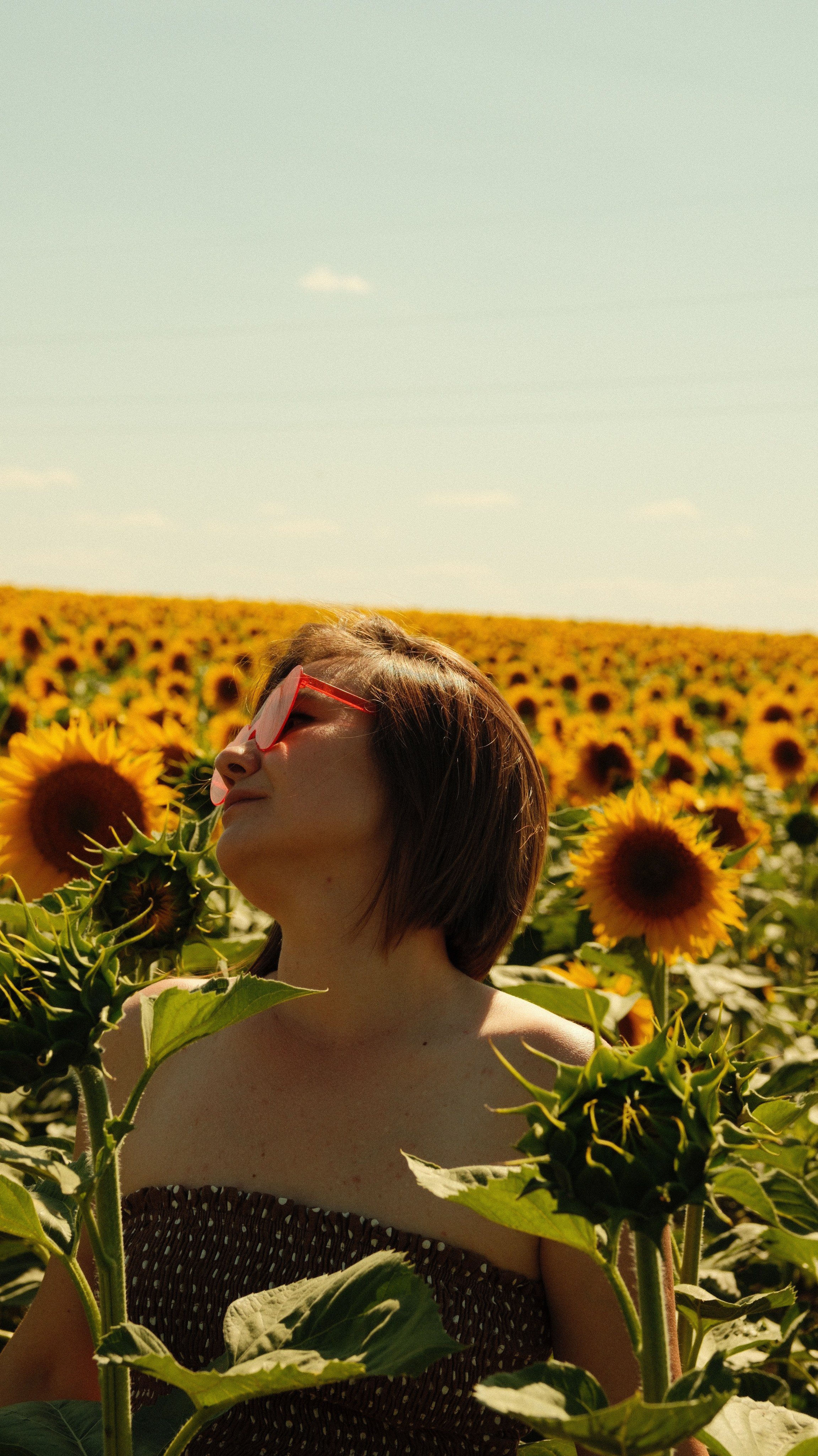Sunflowers // Staysha. Bleeding Fin photostock