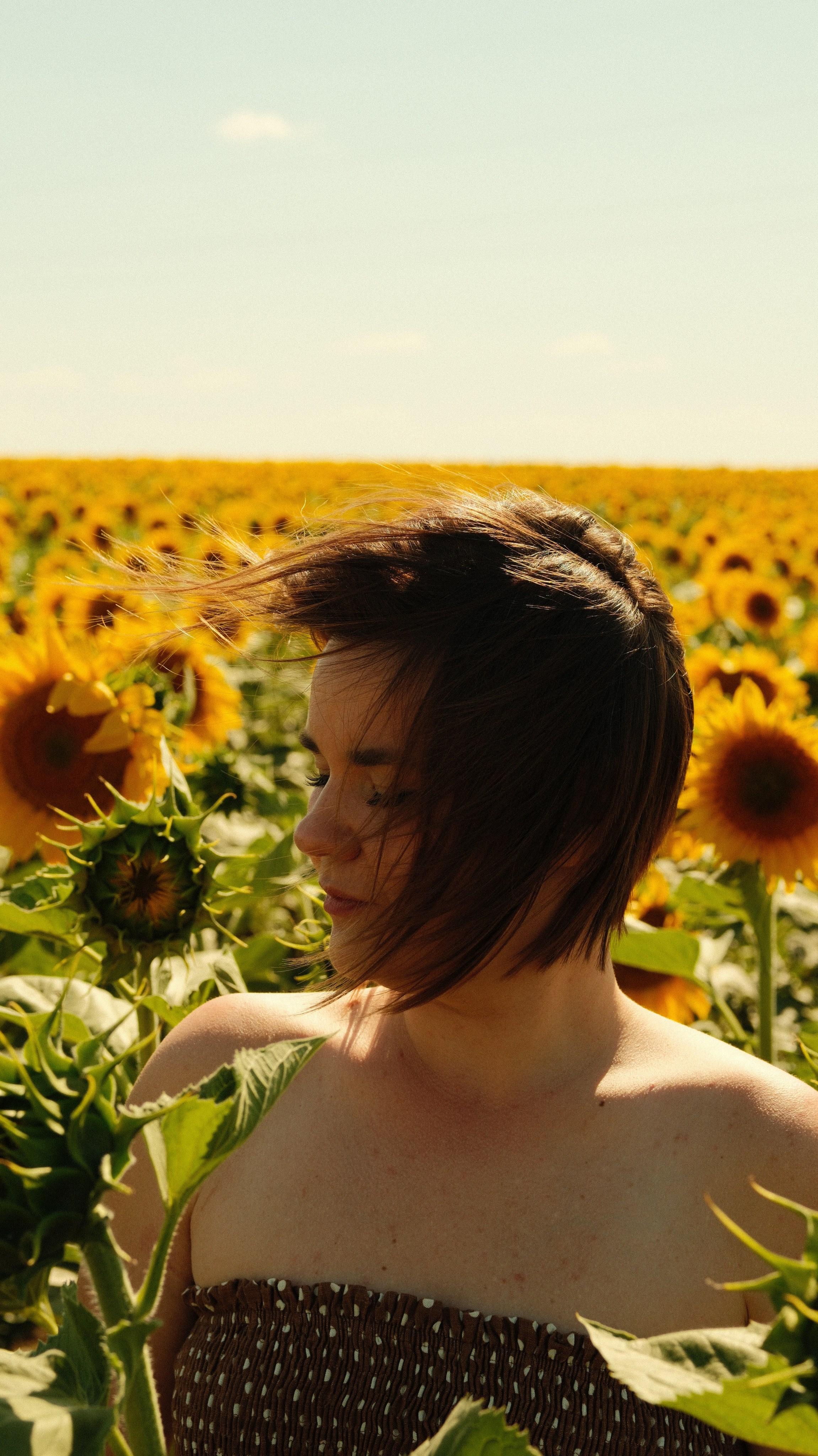 Sunflowers // Staysha. Bleeding Fin photostock