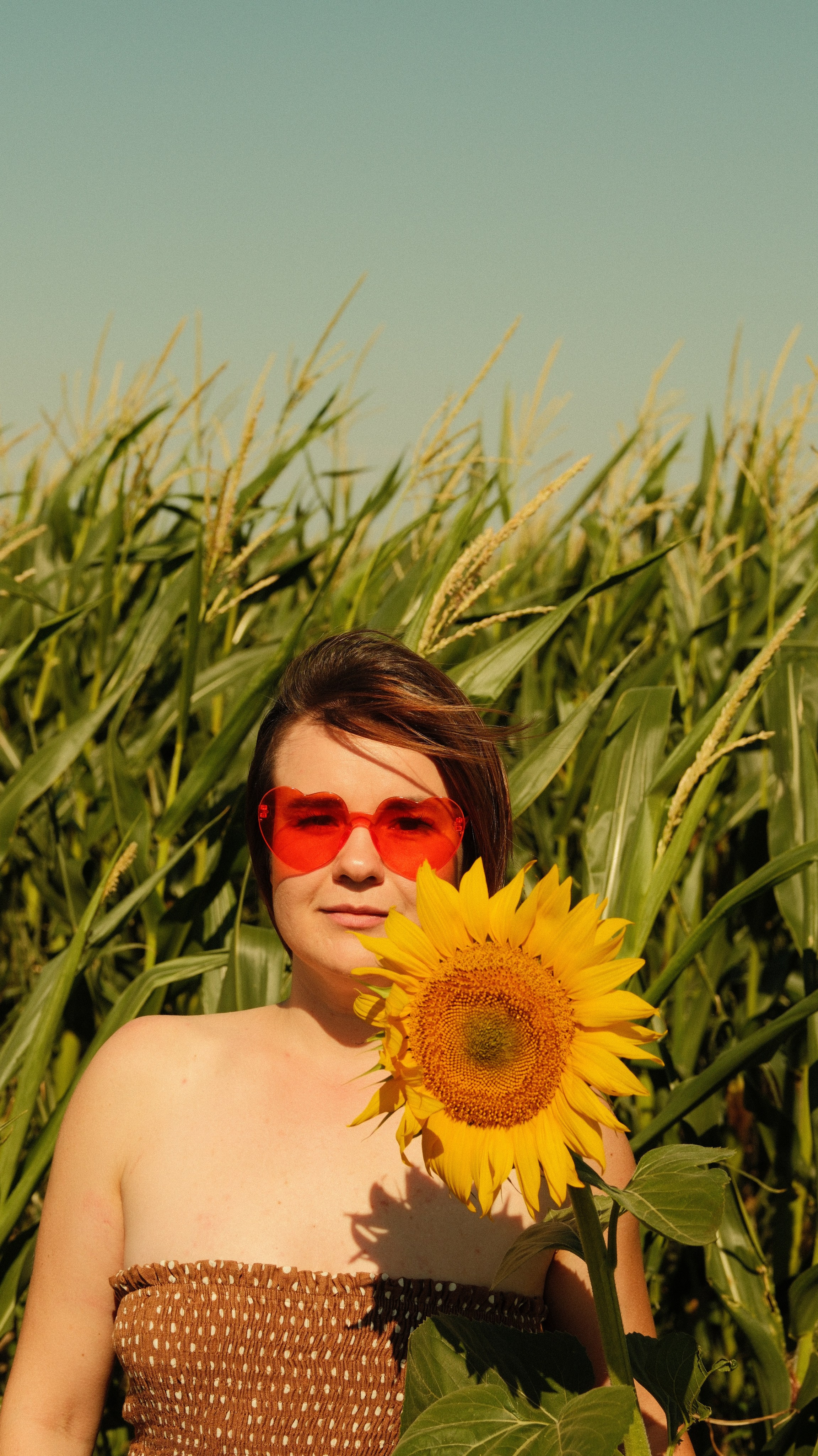 Sunflowers // Staysha. Bleeding Fin photostock
