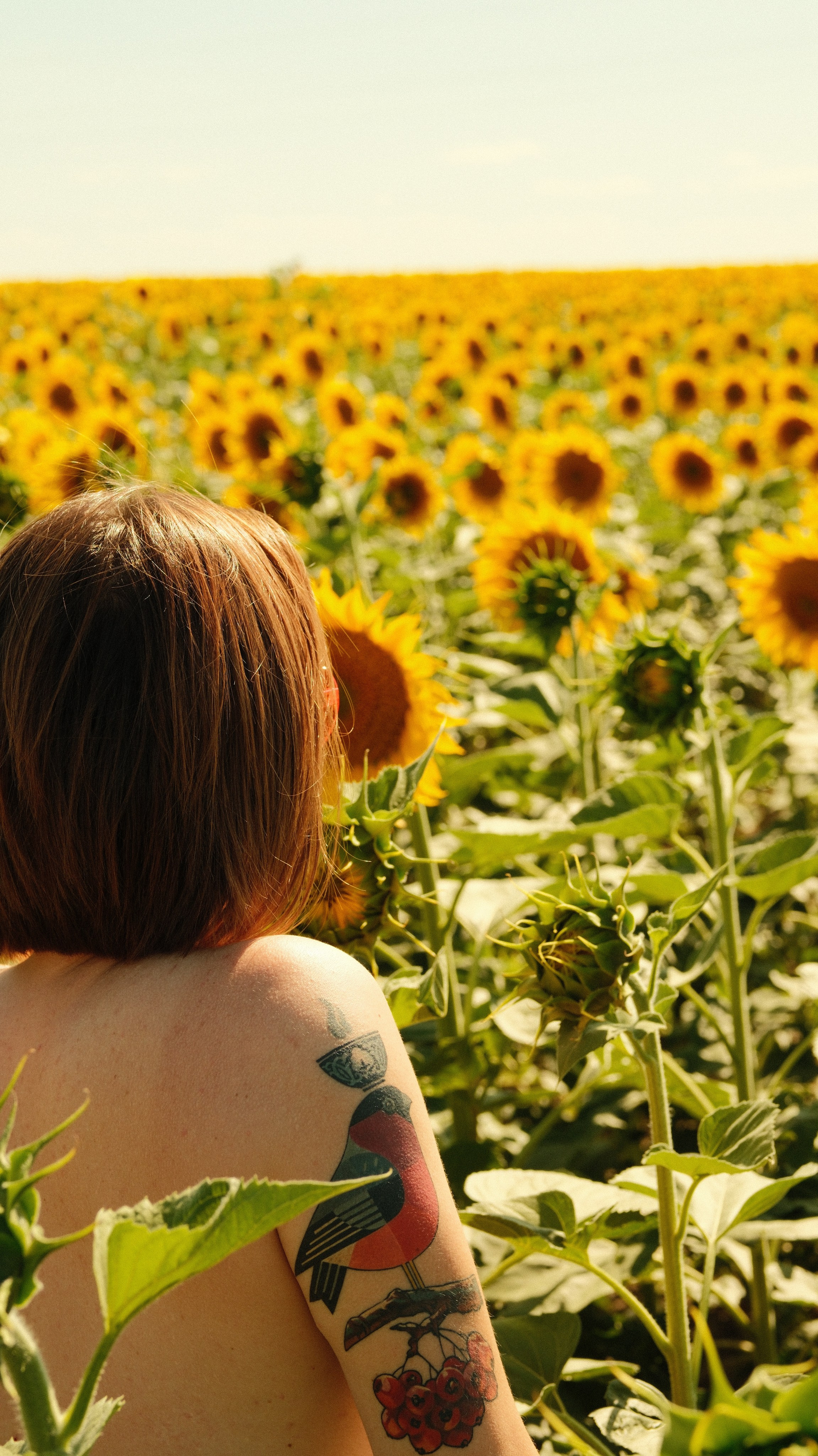 Sunflowers // Staysha. Bleeding Fin photostock
