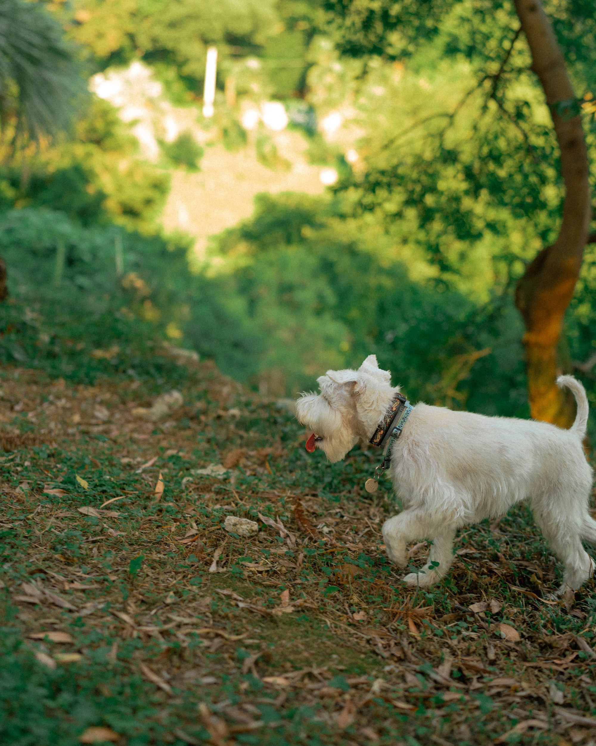 Ольга и Халва. Индивидуальный и свадебный фотограф в Батуми Валерия Азаренко