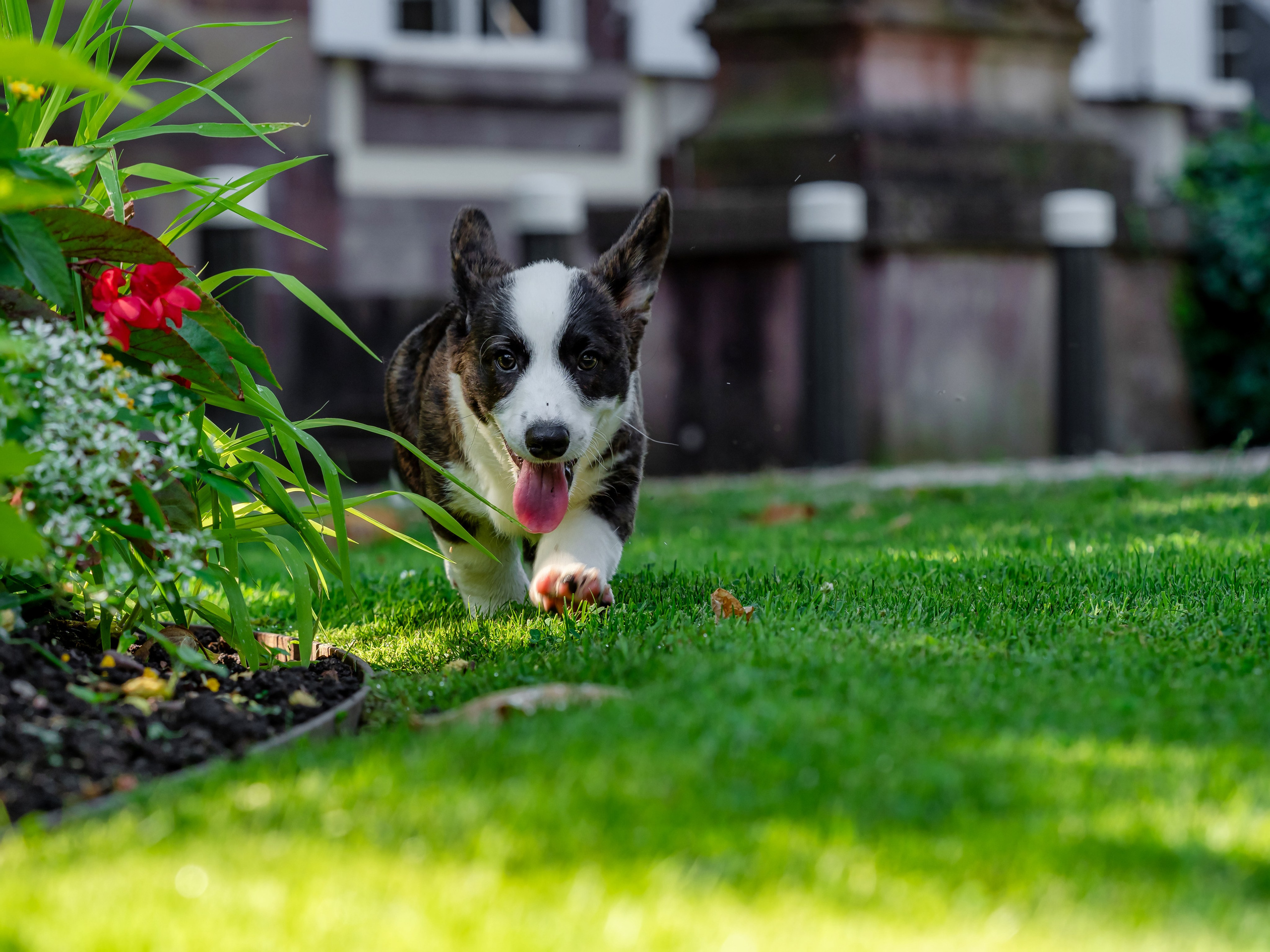 Puppies 03/06/2025. Photographe à Strasbourg | Portraits, Studio, Enfants, Événements