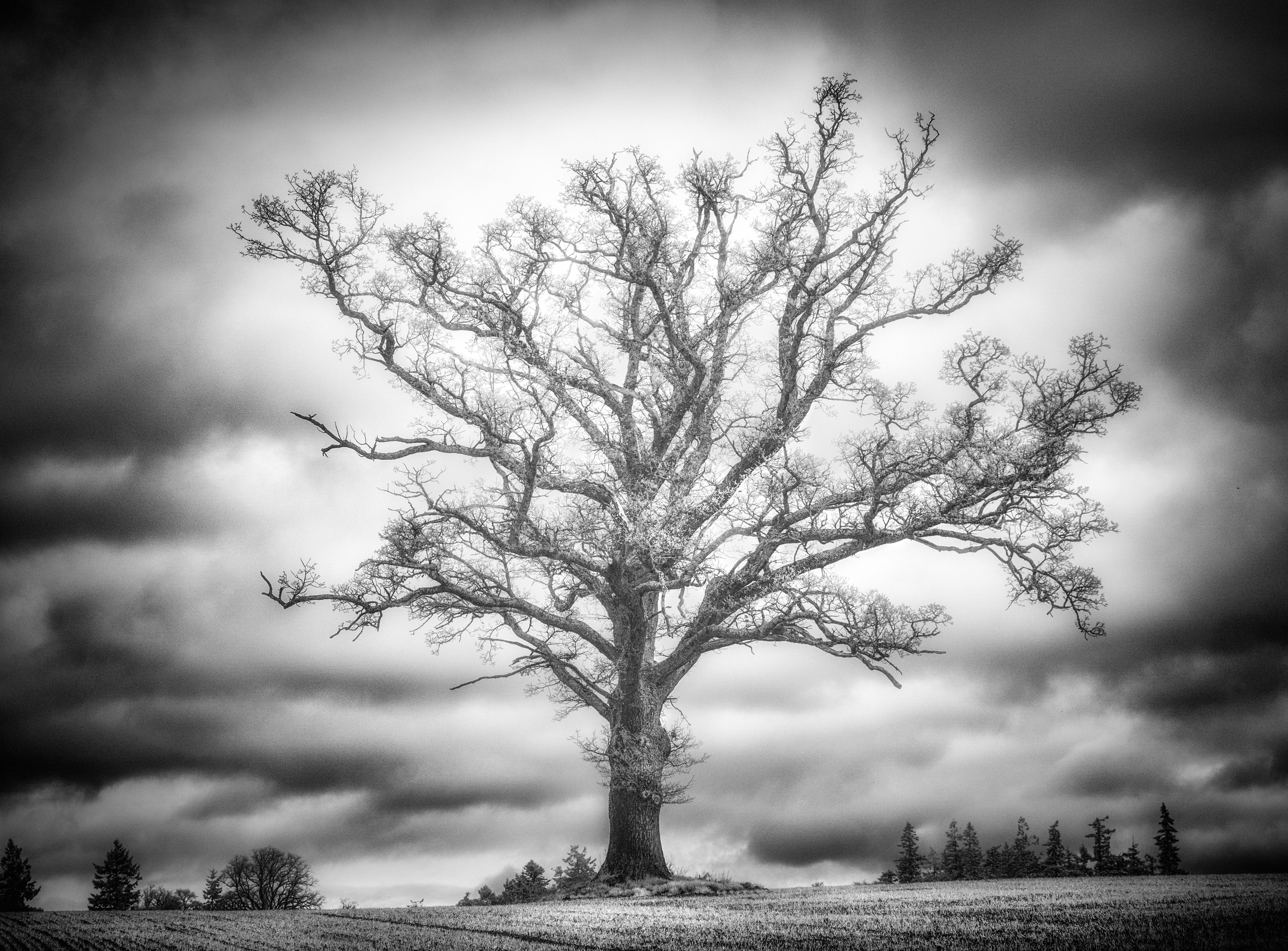 Trees. Infrared Scotland