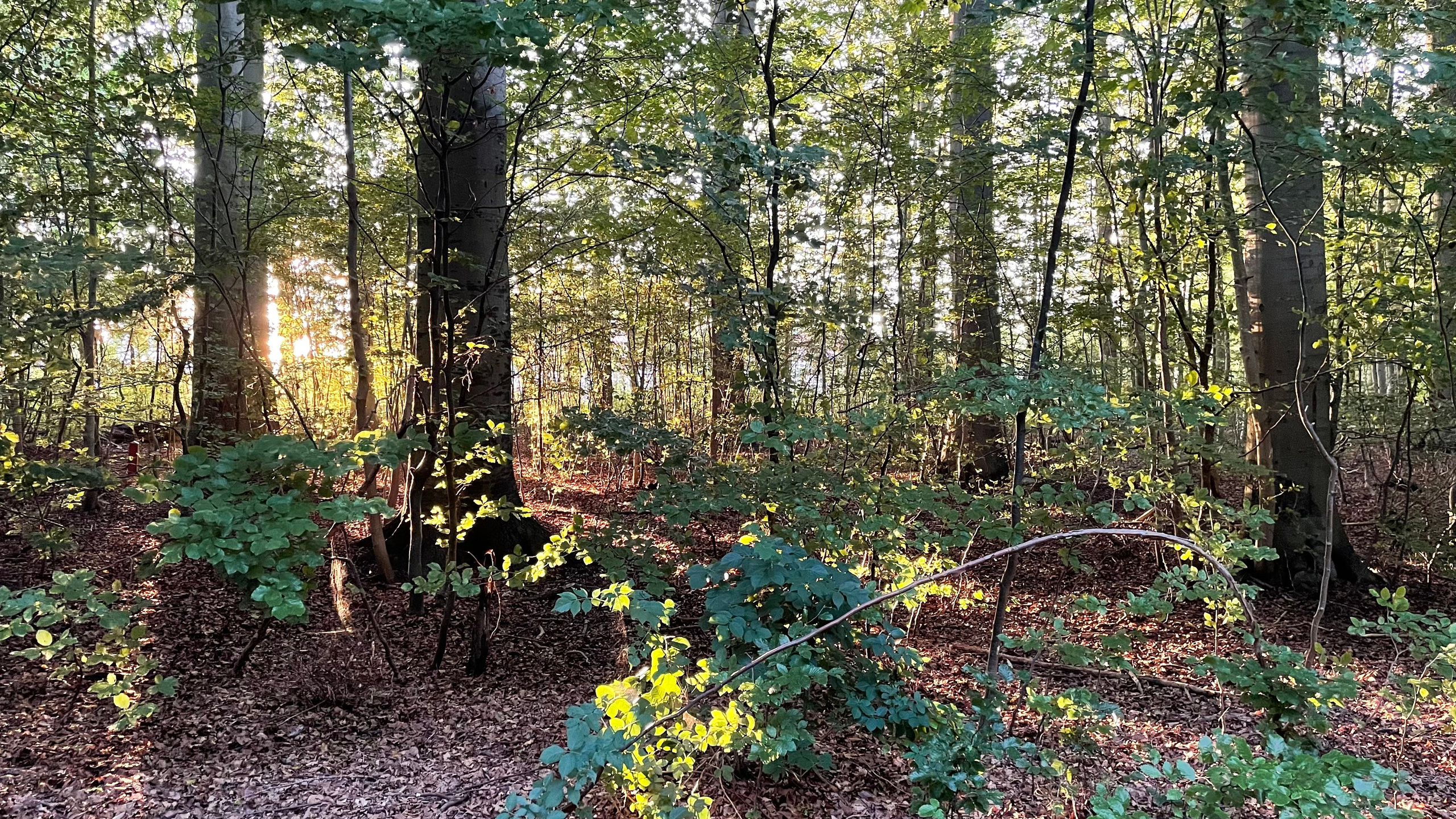 Sommer. Fotograf Aarhus | Portrætfoto Århus | Flotte billeder