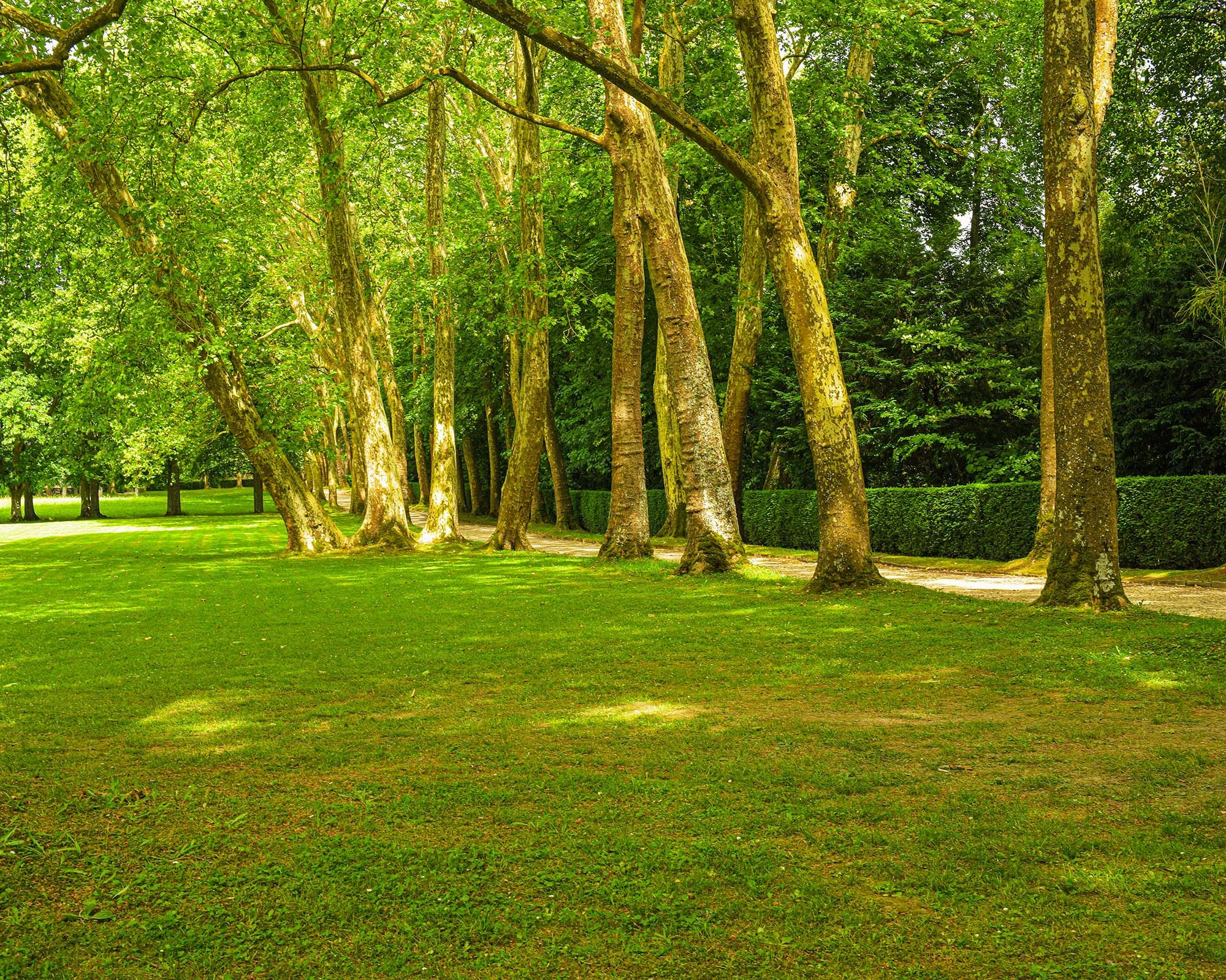 Sunlit tree-lined walkway in the park of Château de Courances, featuring towering plane trees and expansive green lawns