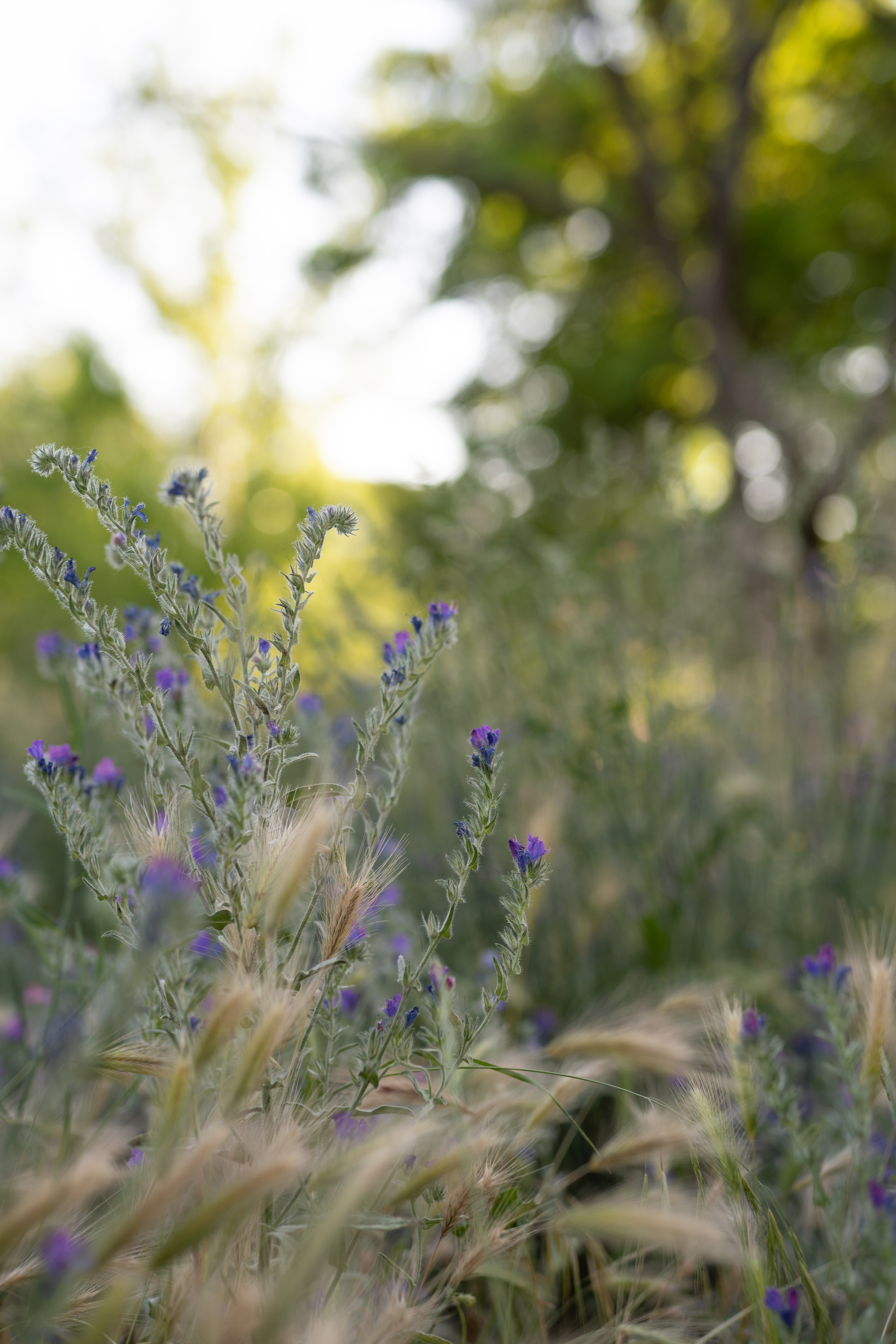 Sveta and Matvei. Фотограф в Мадриде Алена Белянинова