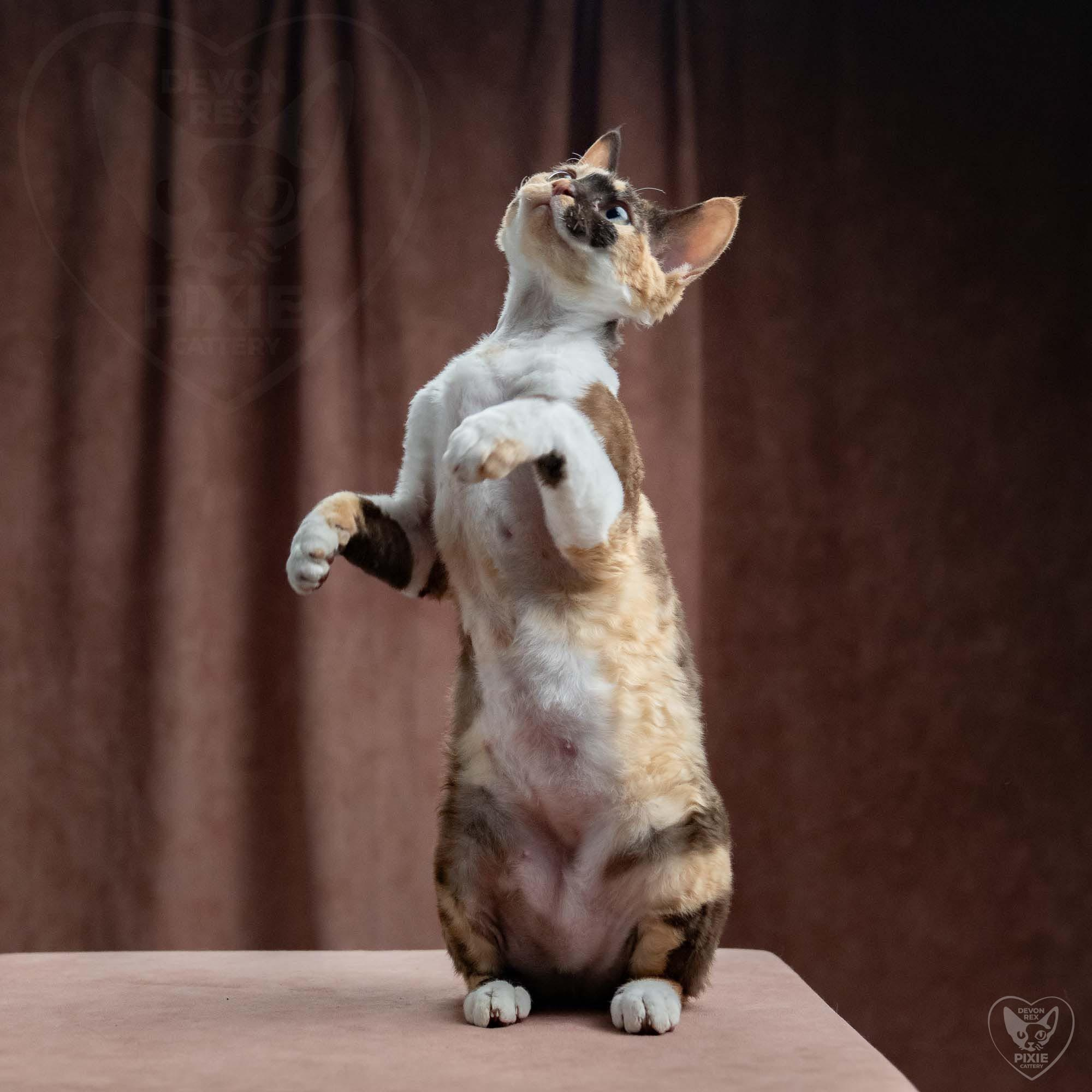 Malvina. Devon Rex Pixie Cattery