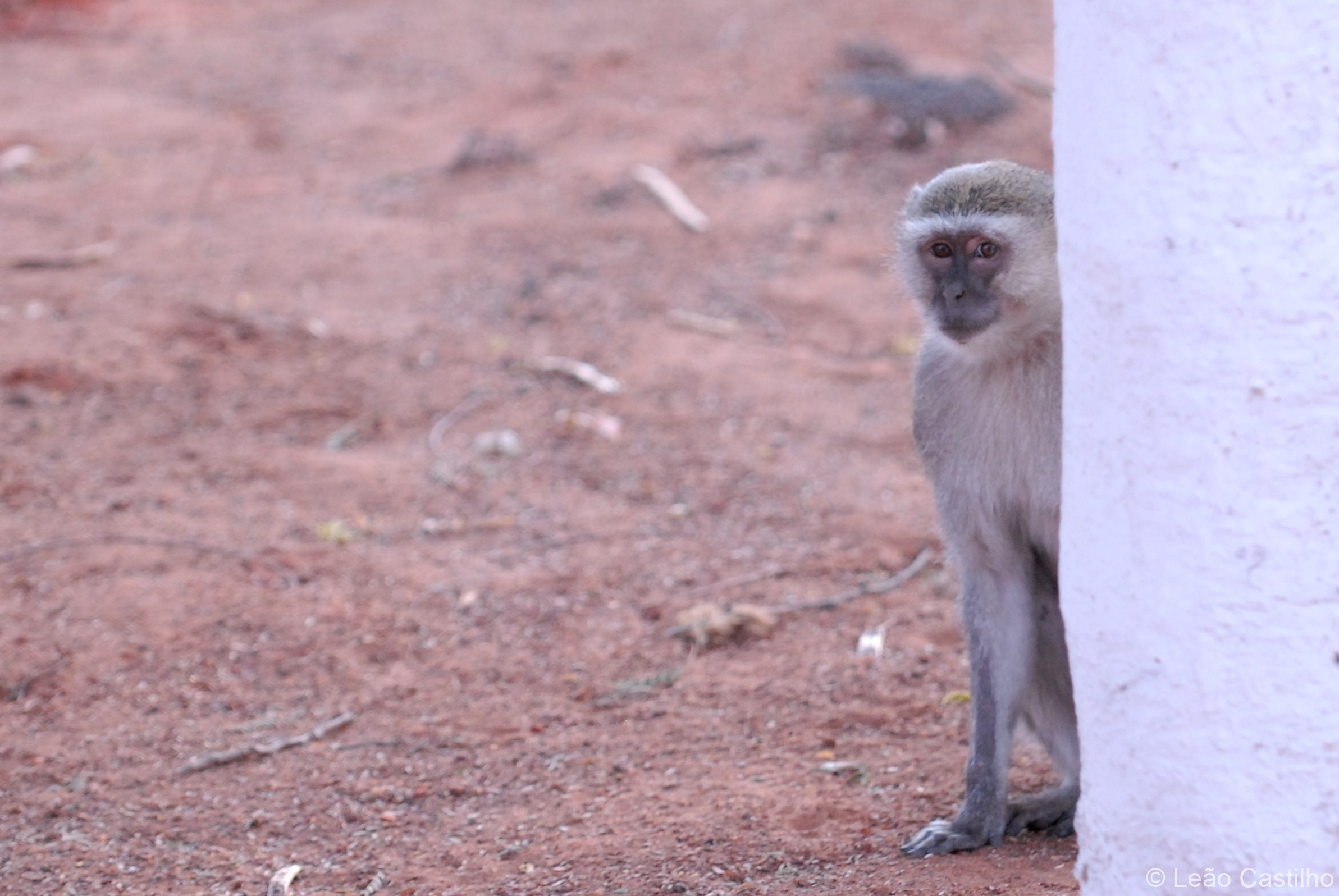 Photos of animals. Simbahalu