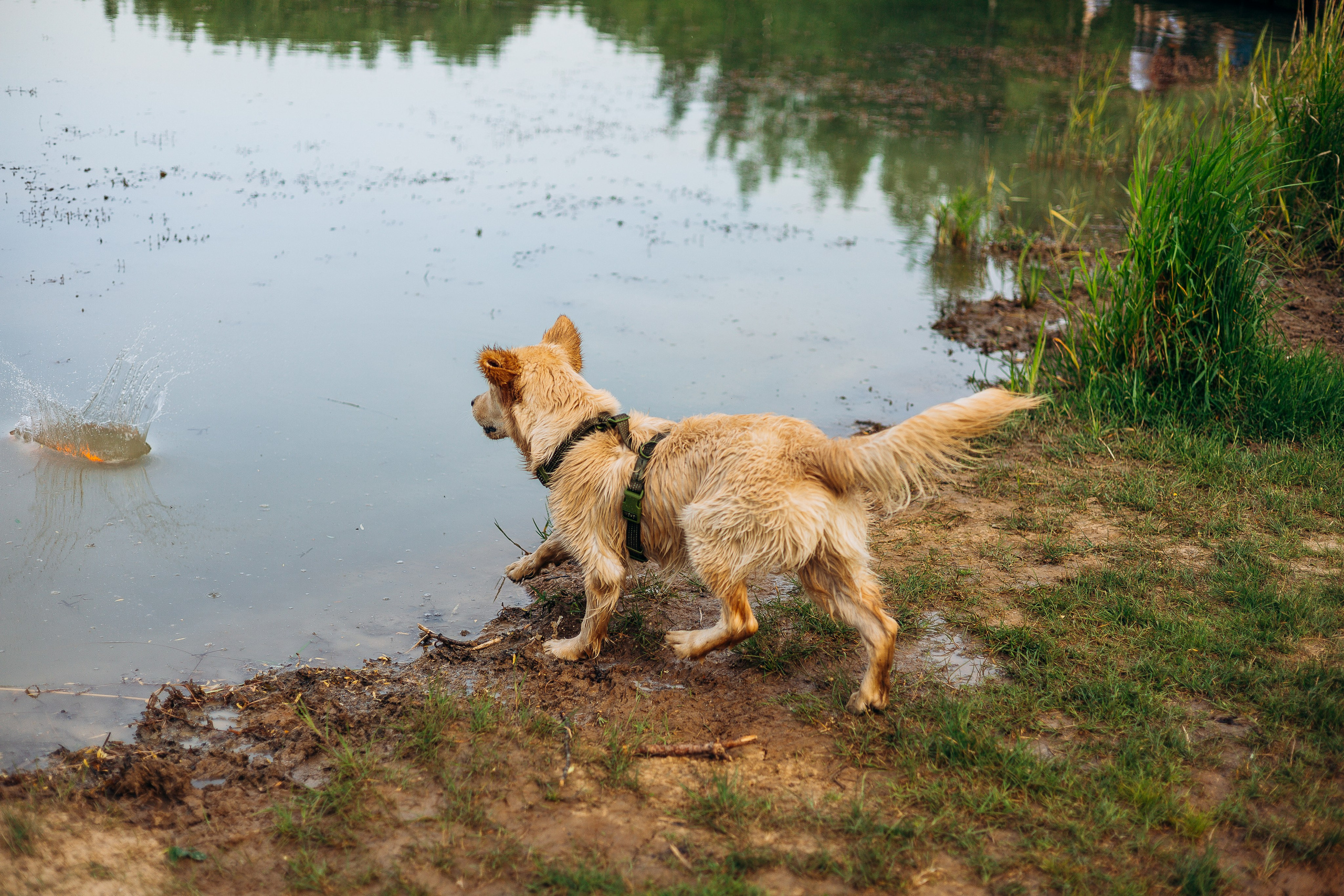 Настя, Арчи, Арагон. Фотограф-анималист | Белград