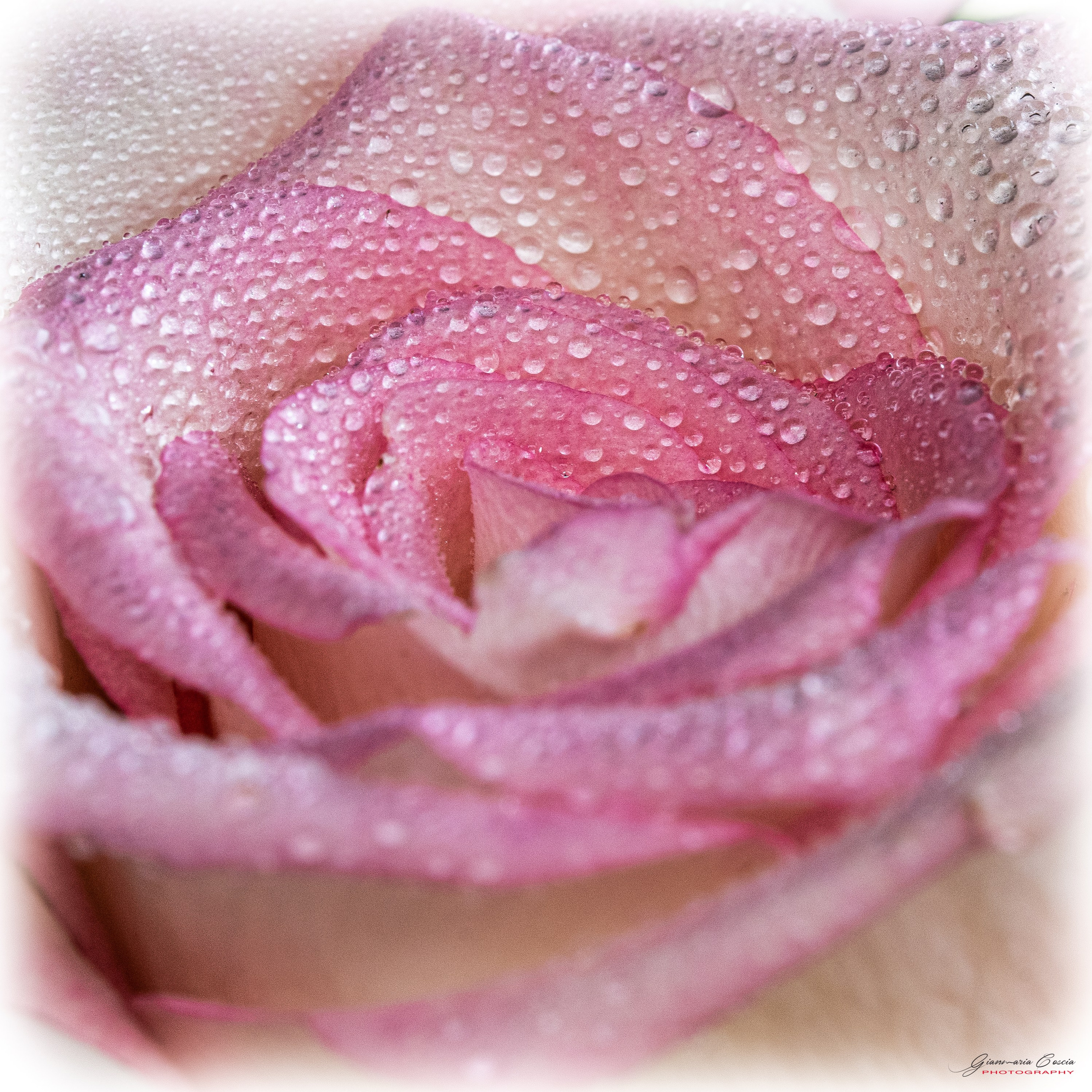 Fiori. “Gianmaria Coscia fotografo per passione”