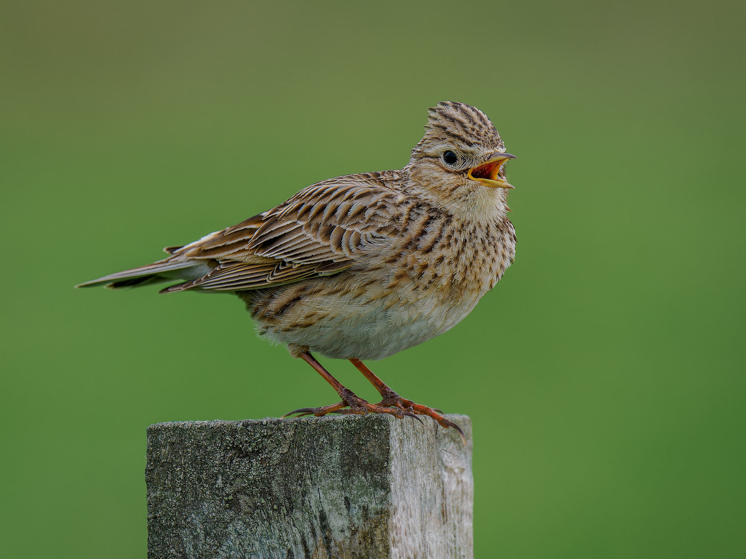 UK Wildlife Photography Gallery. Hedley Wright Photography | East Anglia Sport, Street, Wildlife, Landscape & Astrophotography