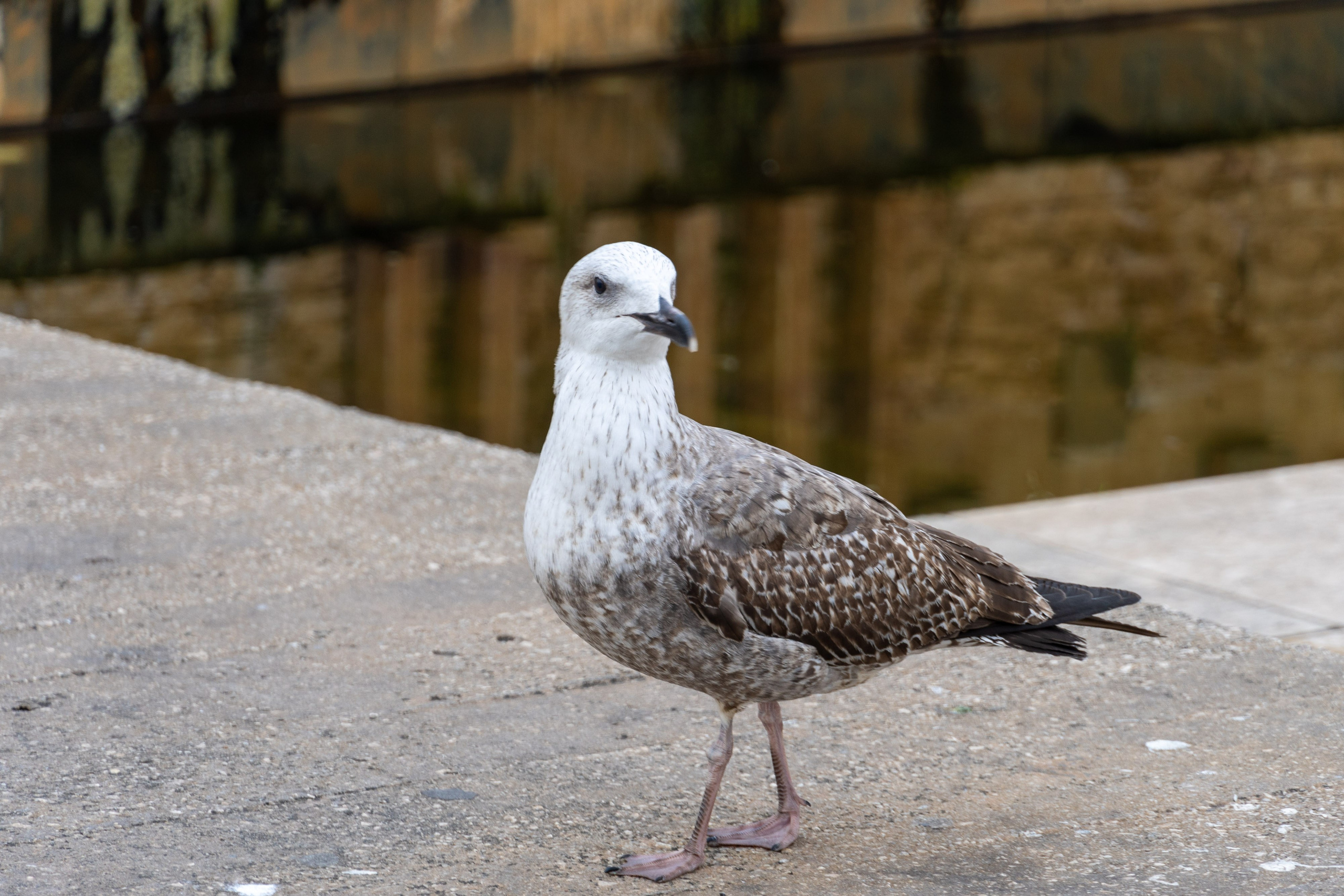 Lisabona 2025. Fotografiideplacere.net