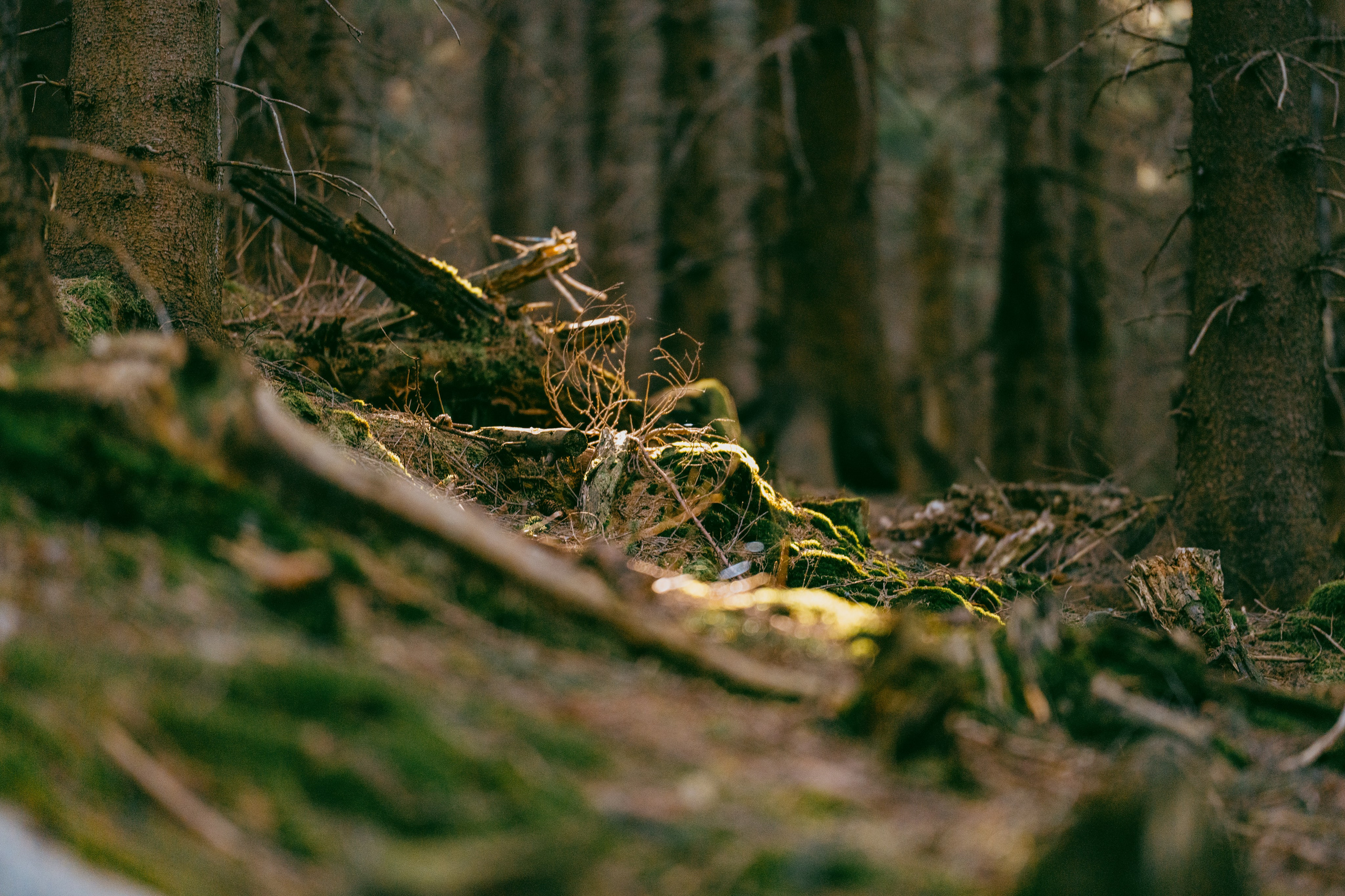 Landscape. Fotograf Poznan