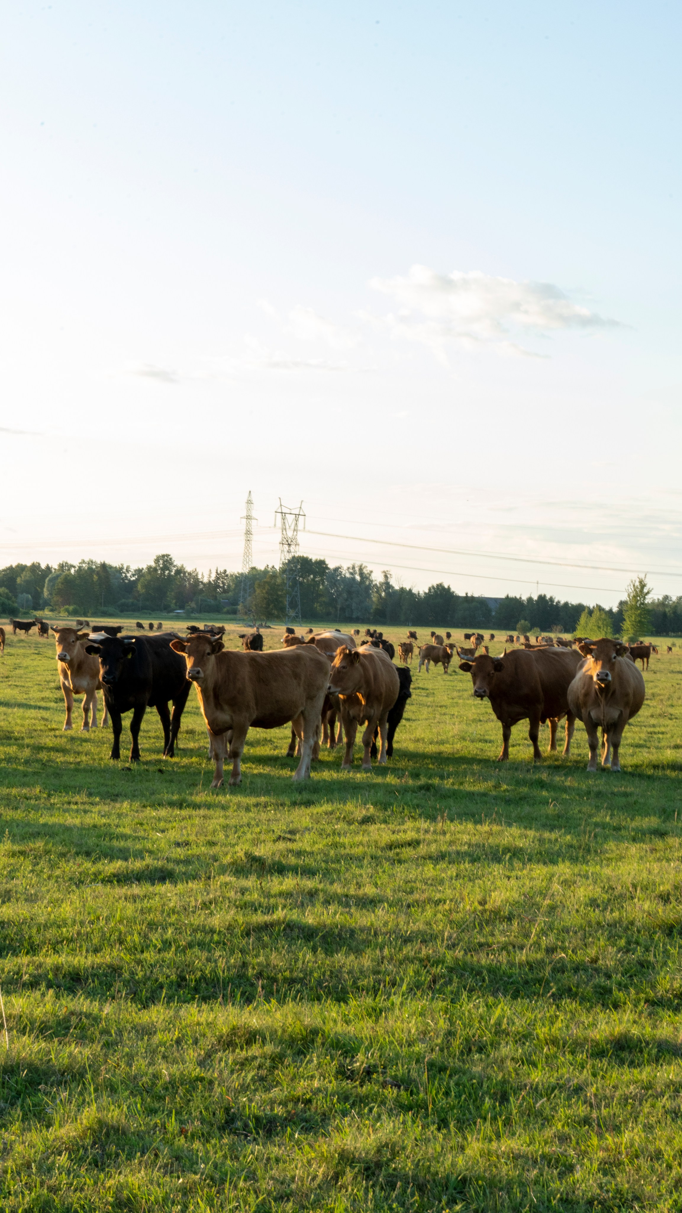 Whispers of Estonia. Photography | Videography | Marketing