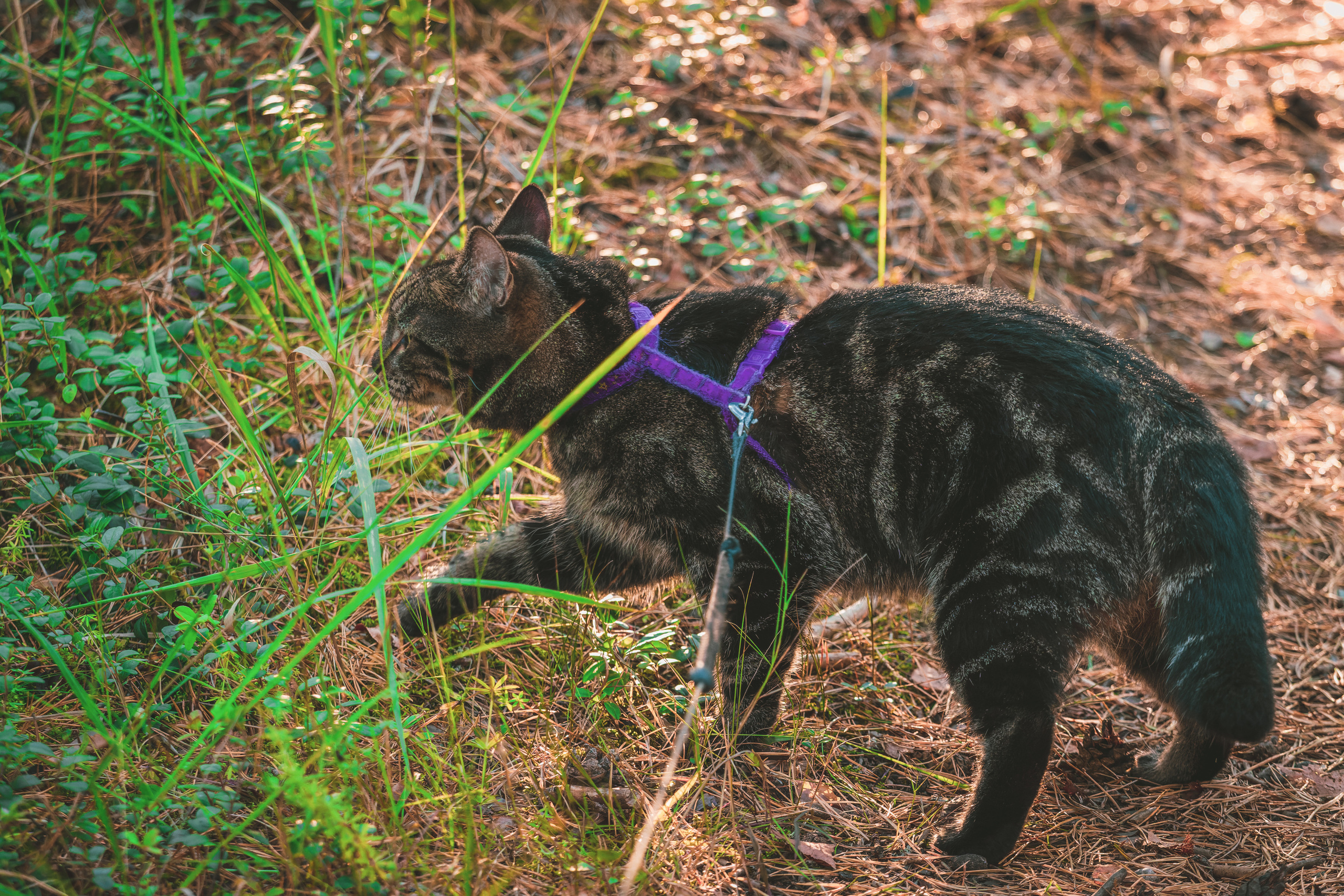 Suitsudeemon ja tema kass (Saša). Nebula 25 — Fotod teie hingele