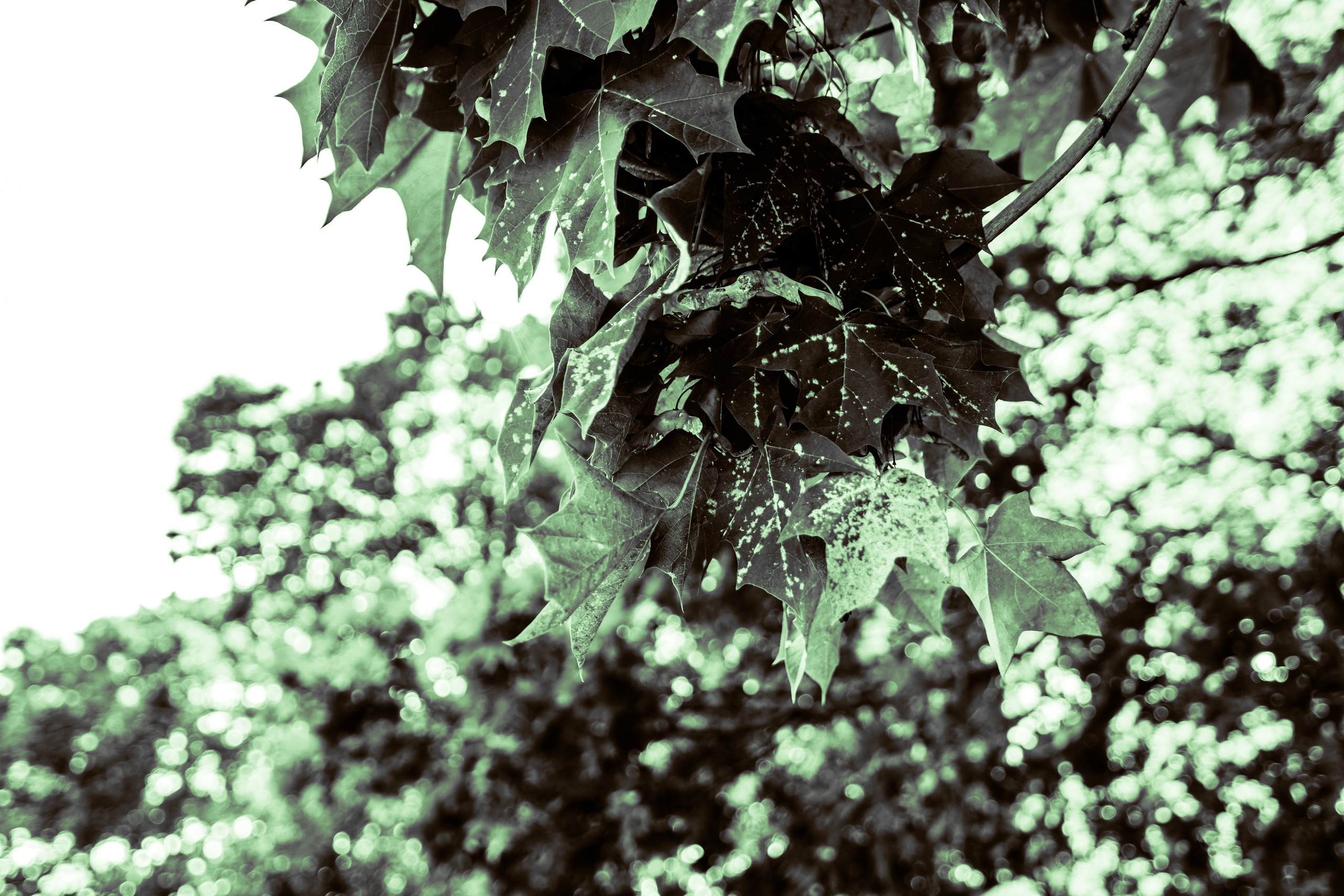 Sügise killud. Nebula 25 — Fotod teie hingele