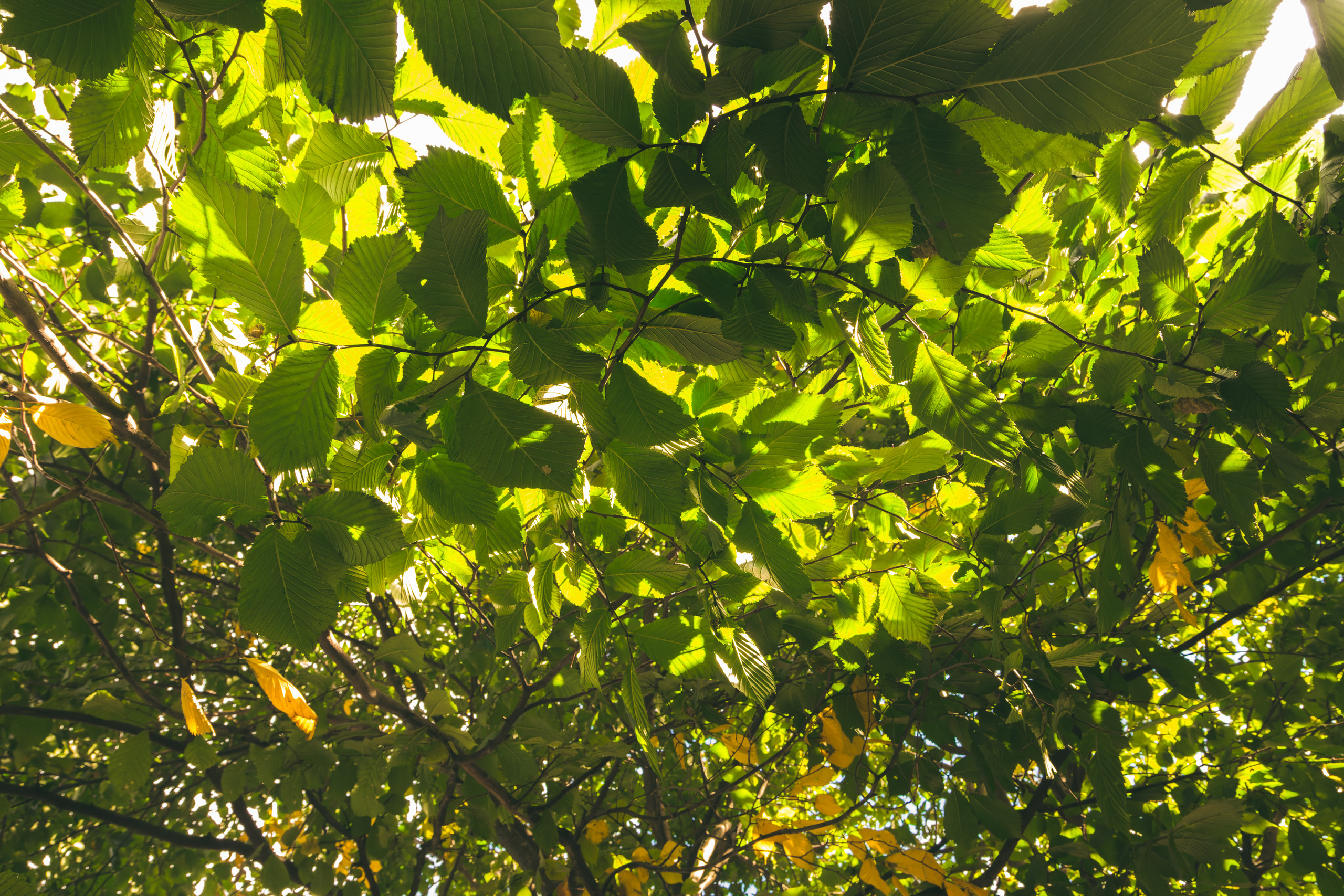 Sügise killud. Nebula 25 — Fotod teie hingele