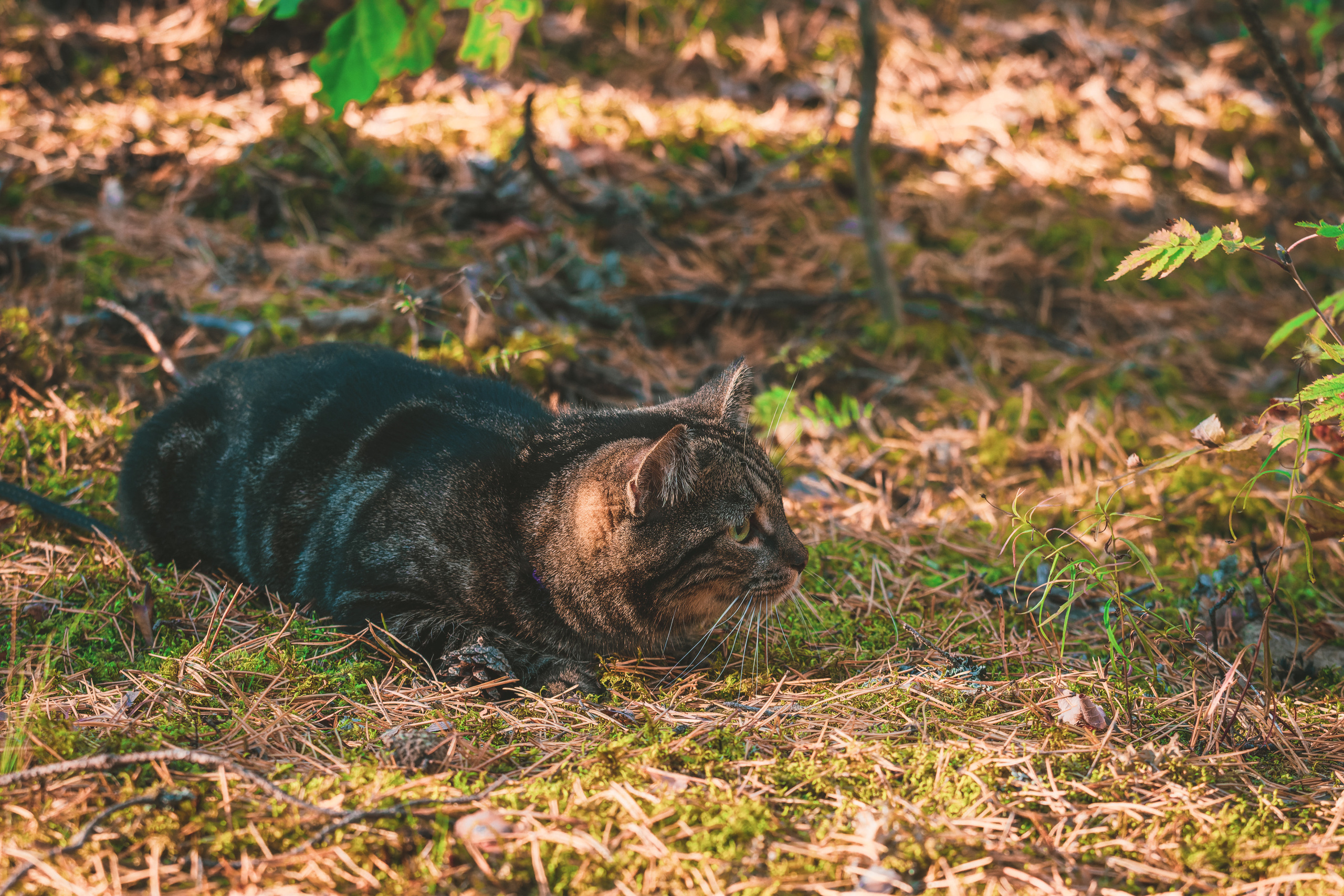 Suitsudeemon ja tema kass (Saša). Nebula 25 — Fotod teie hingele