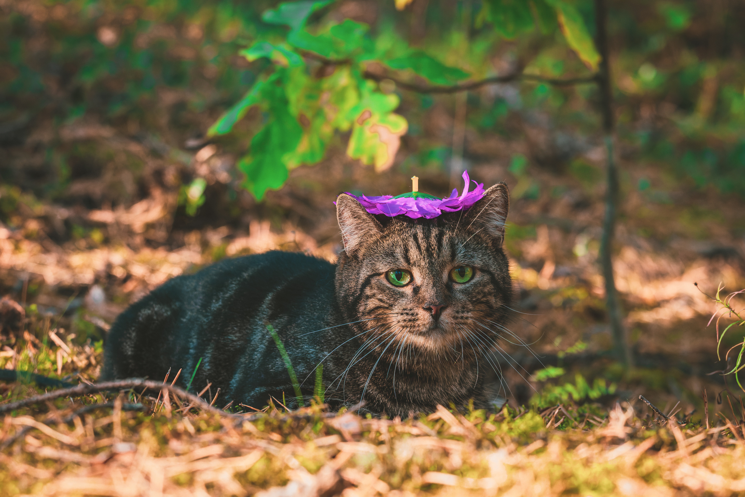 Suitsudeemon ja tema kass (Saša). Nebula 25 — Fotod teie hingele