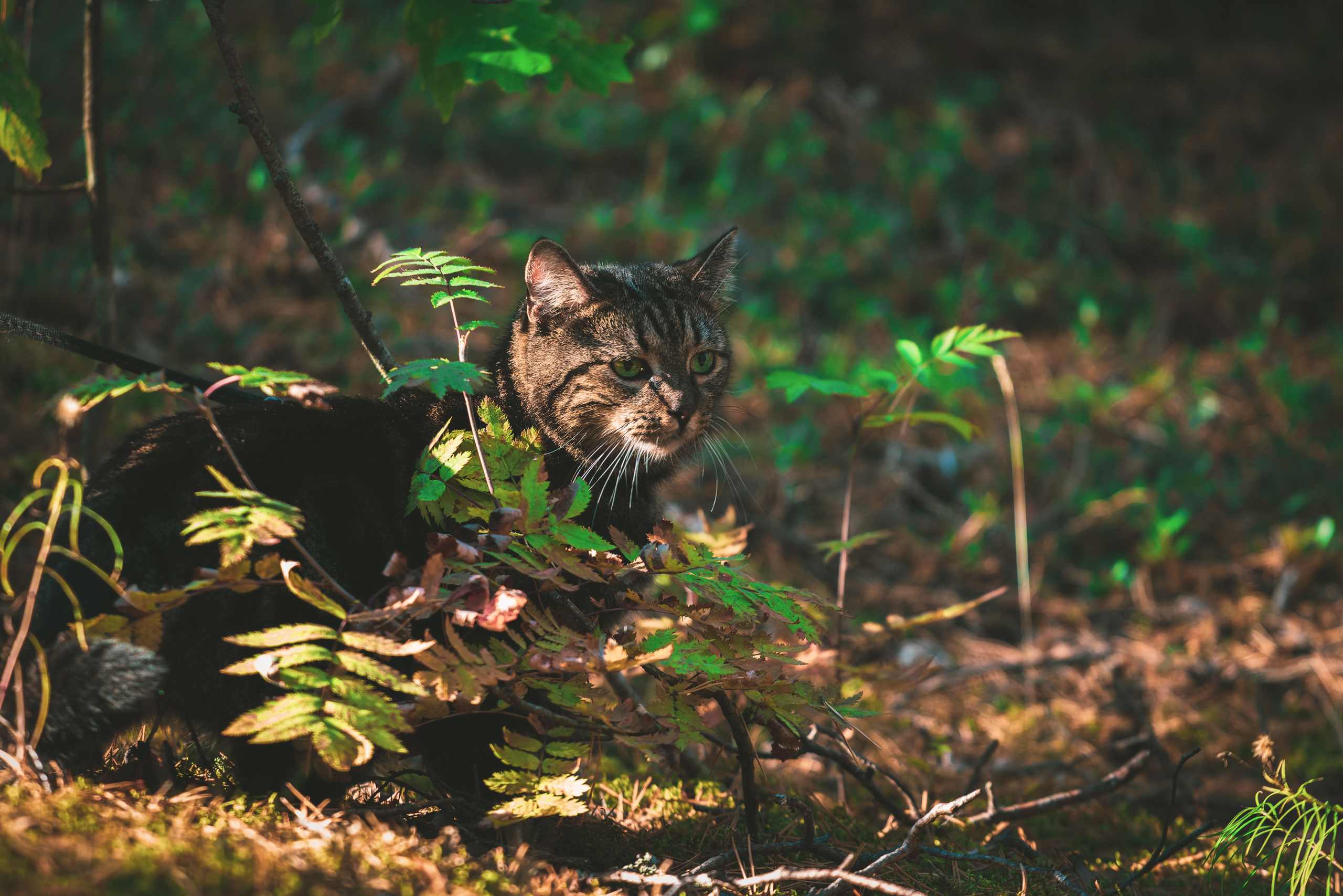 Suitsudeemon ja tema kass (Saša). Nebula 25 — Fotod teie hingele