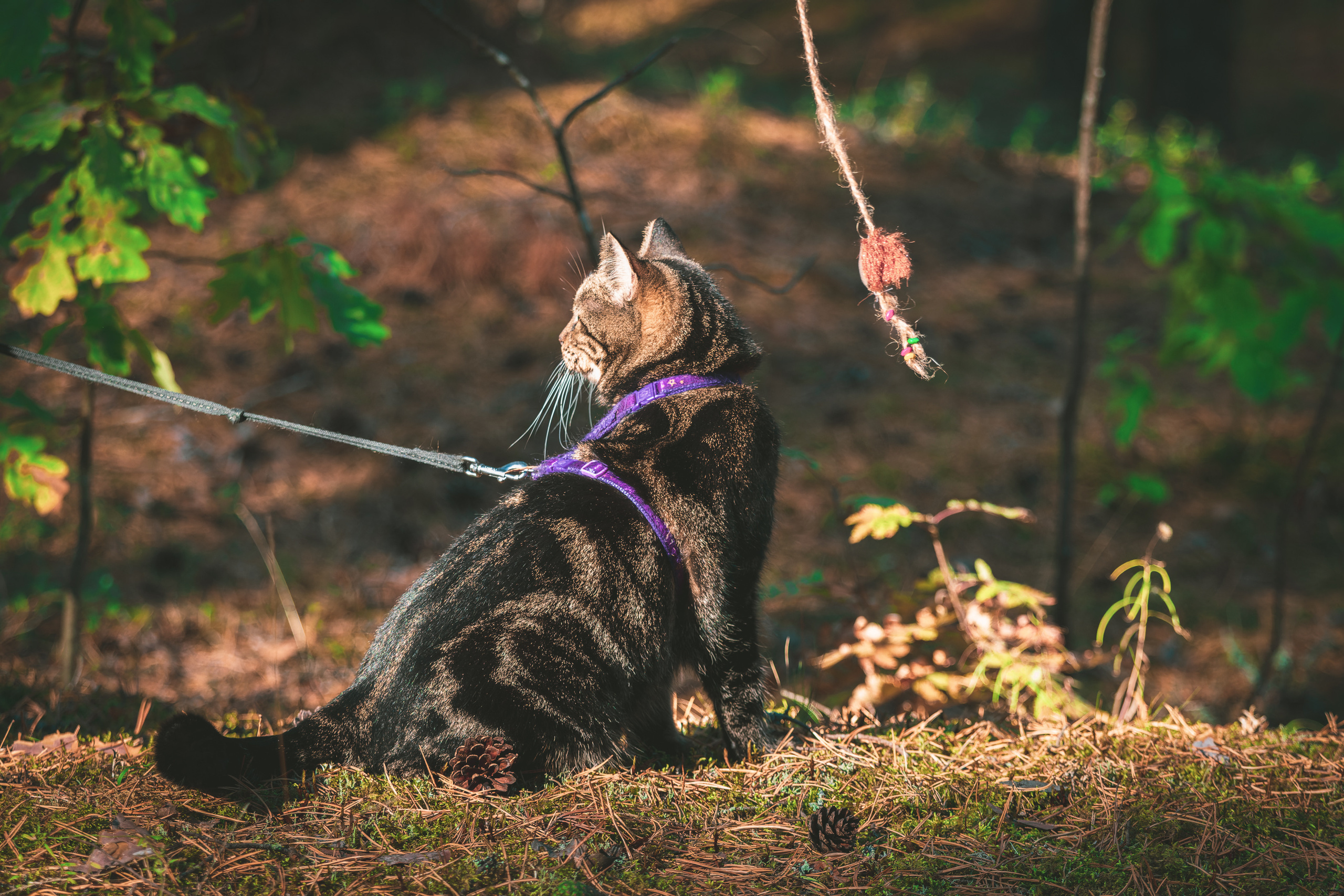 Suitsudeemon ja tema kass (Saša). Nebula 25 — Fotod teie hingele