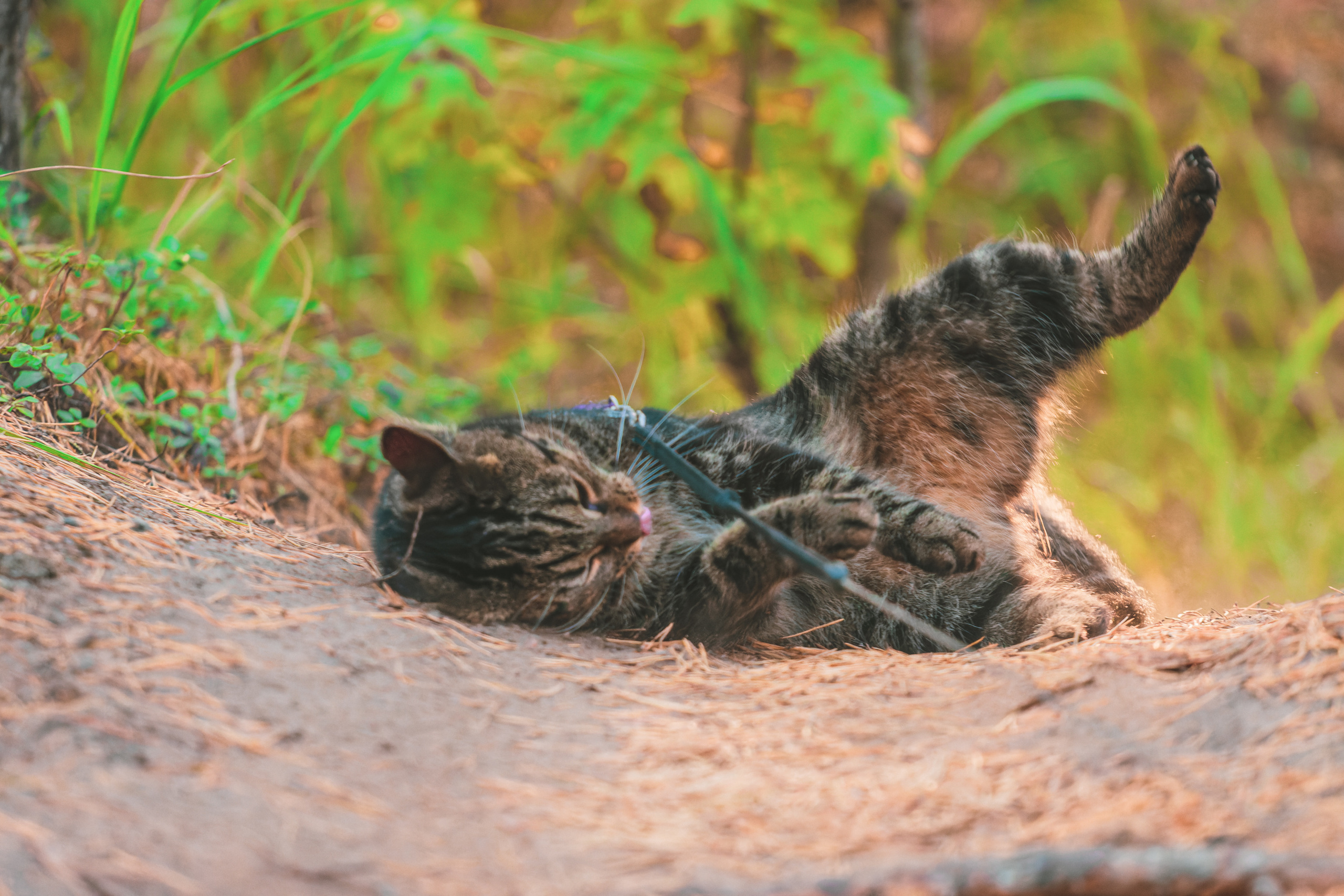 Suitsudeemon ja tema kass (Saša). Nebula 25 — Fotod teie hingele