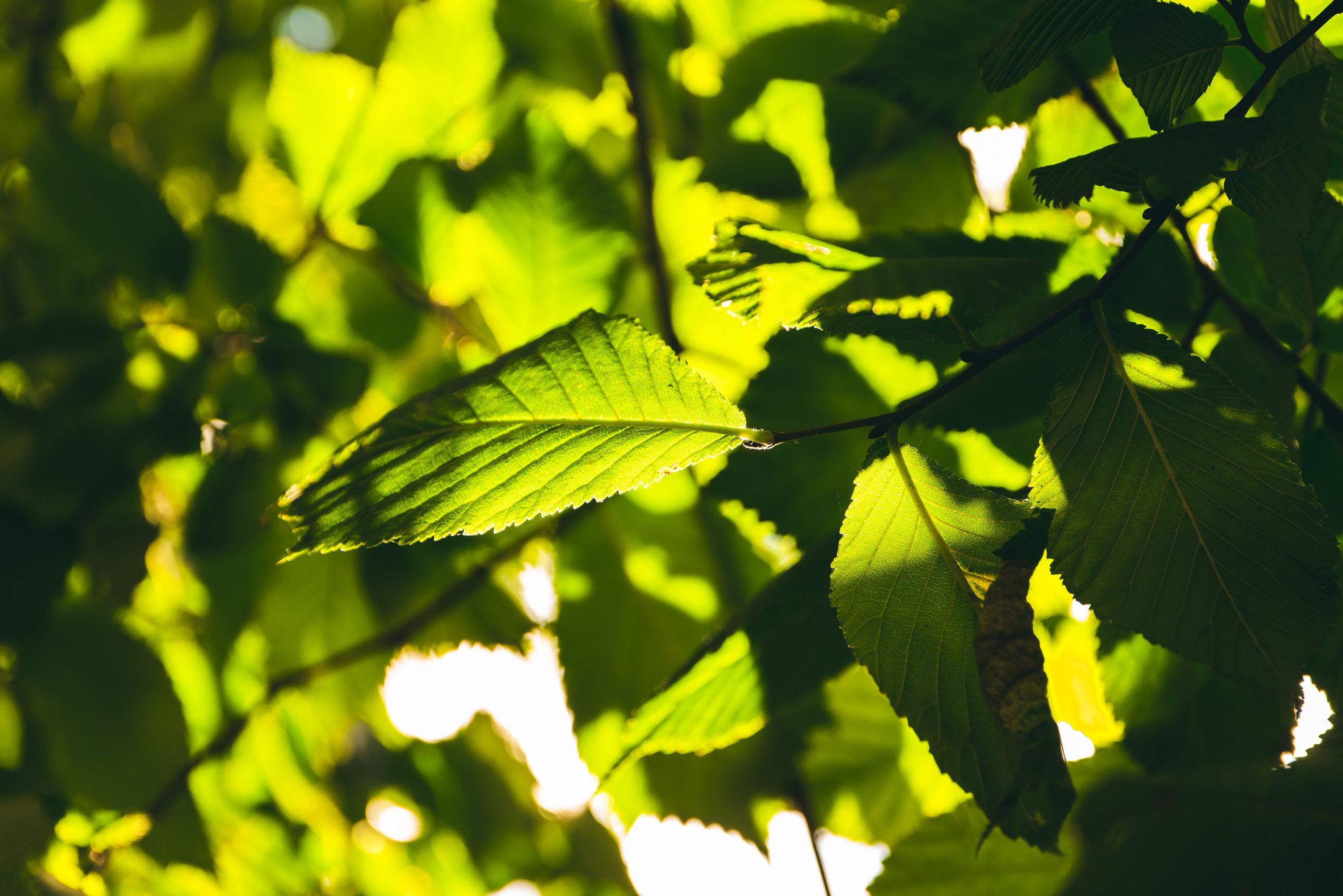 Sügise killud. Nebula 25 — Fotod teie hingele