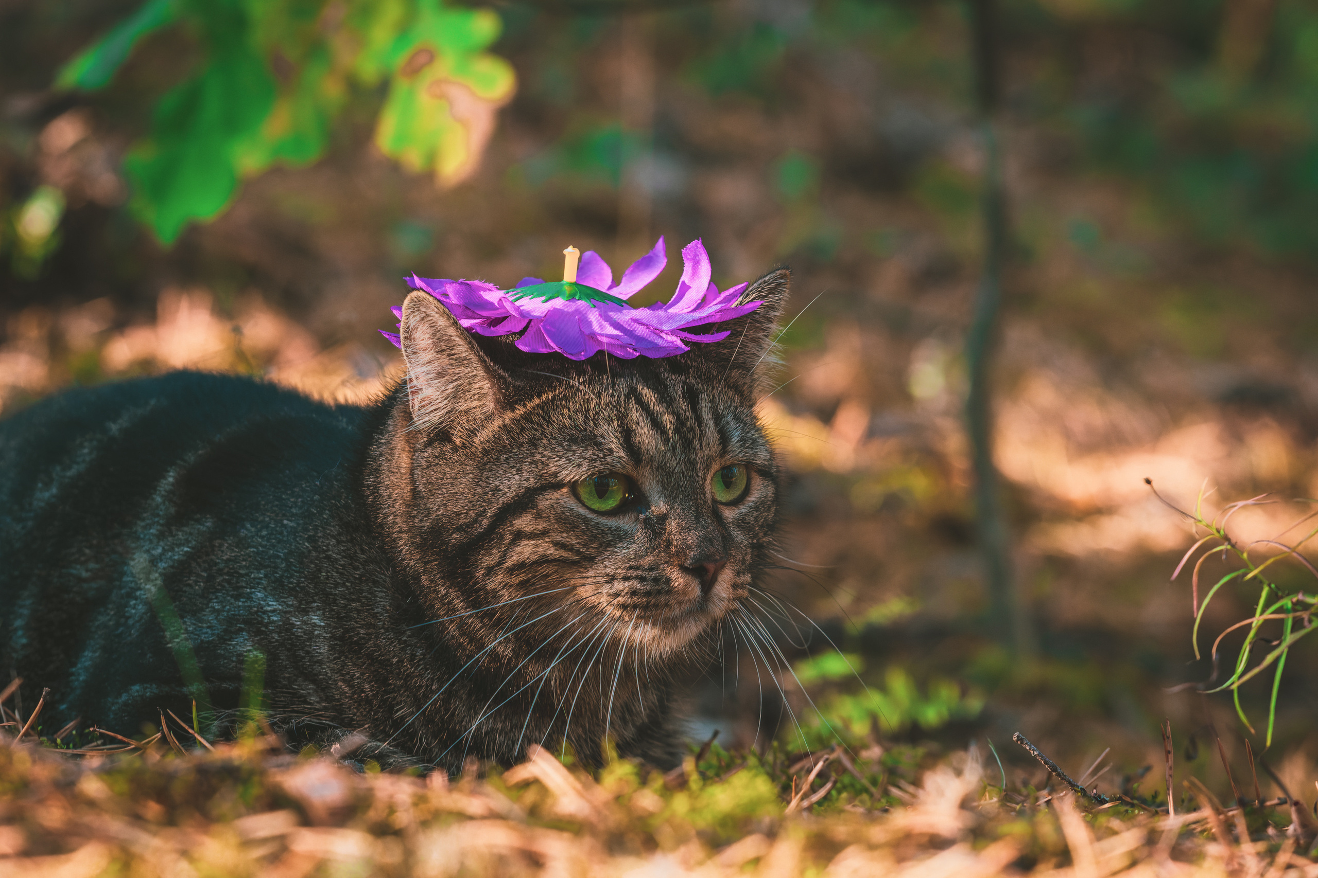 Suitsudeemon ja tema kass (Saša). Nebula 25 — Fotod teie hingele