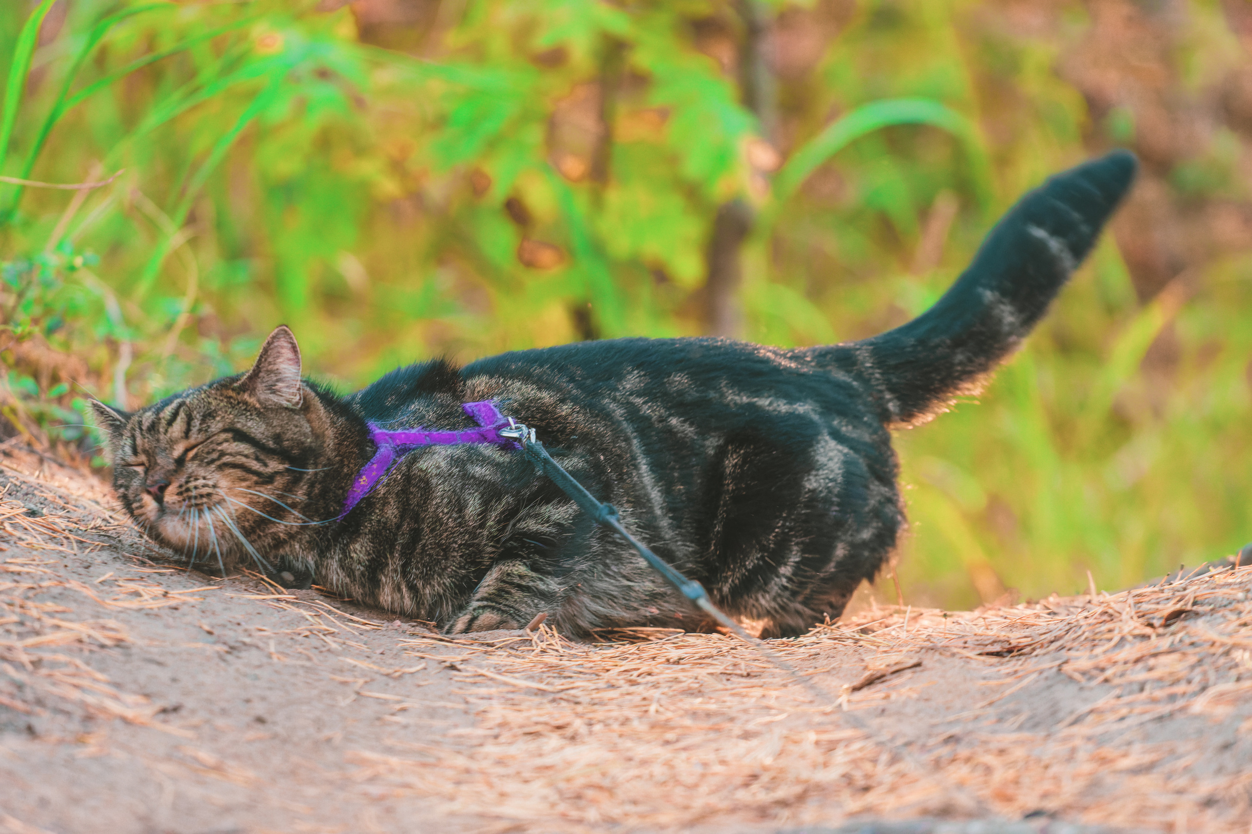 Suitsudeemon ja tema kass (Saša). Nebula 25 — Fotod teie hingele