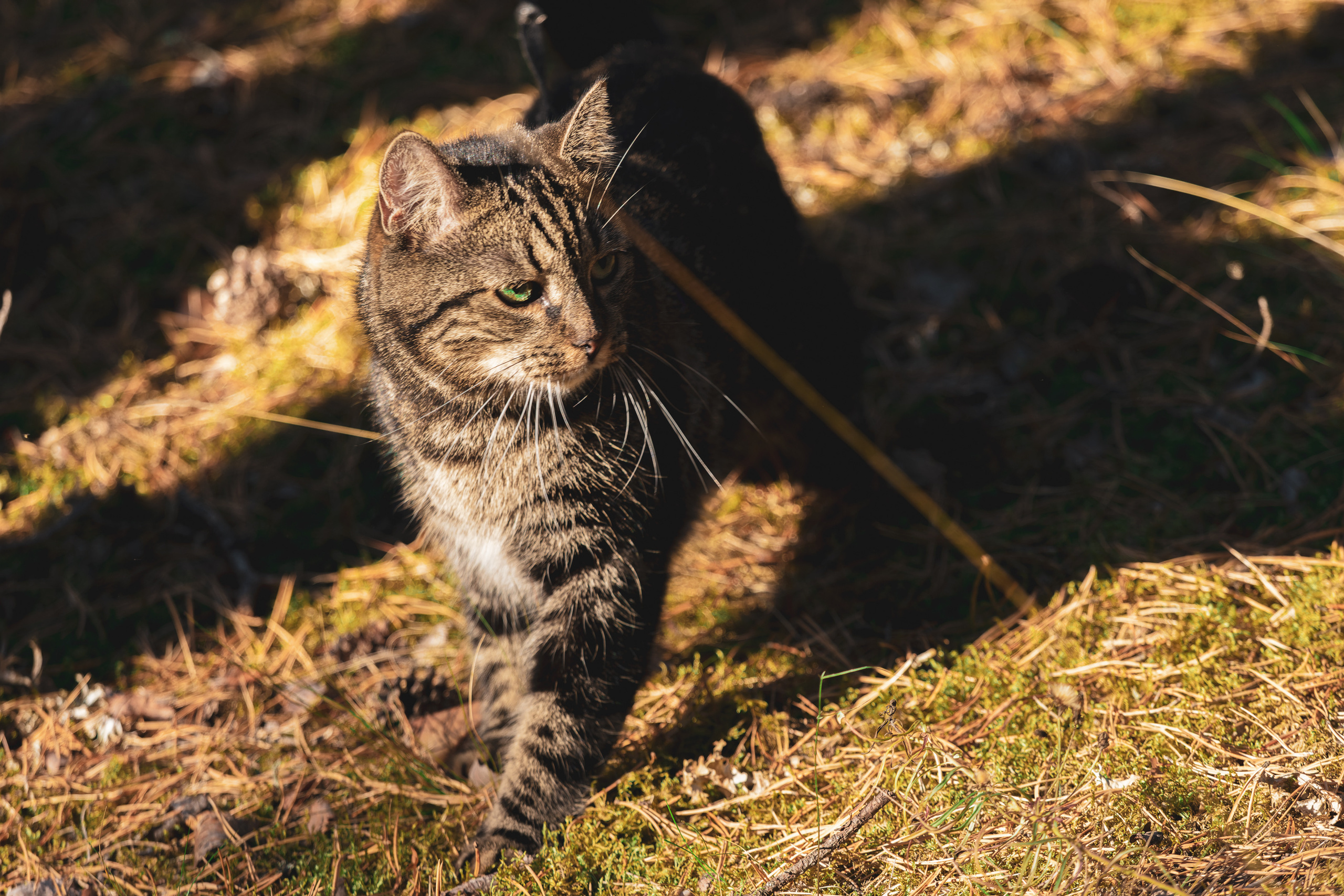 Suitsudeemon ja tema kass (Saša). Nebula 25 — Fotod teie hingele