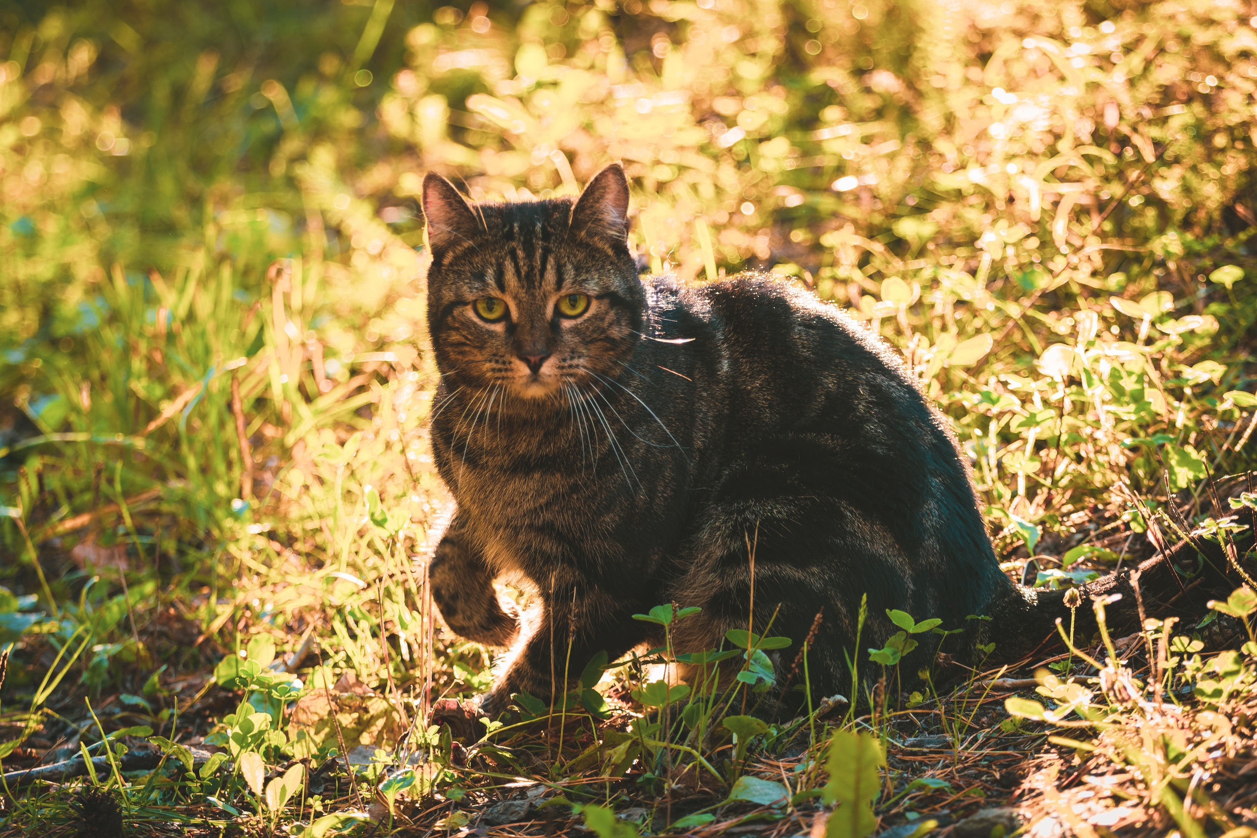 Suitsudeemon ja tema kass (Saša). Nebula 25 — Fotod teie hingele