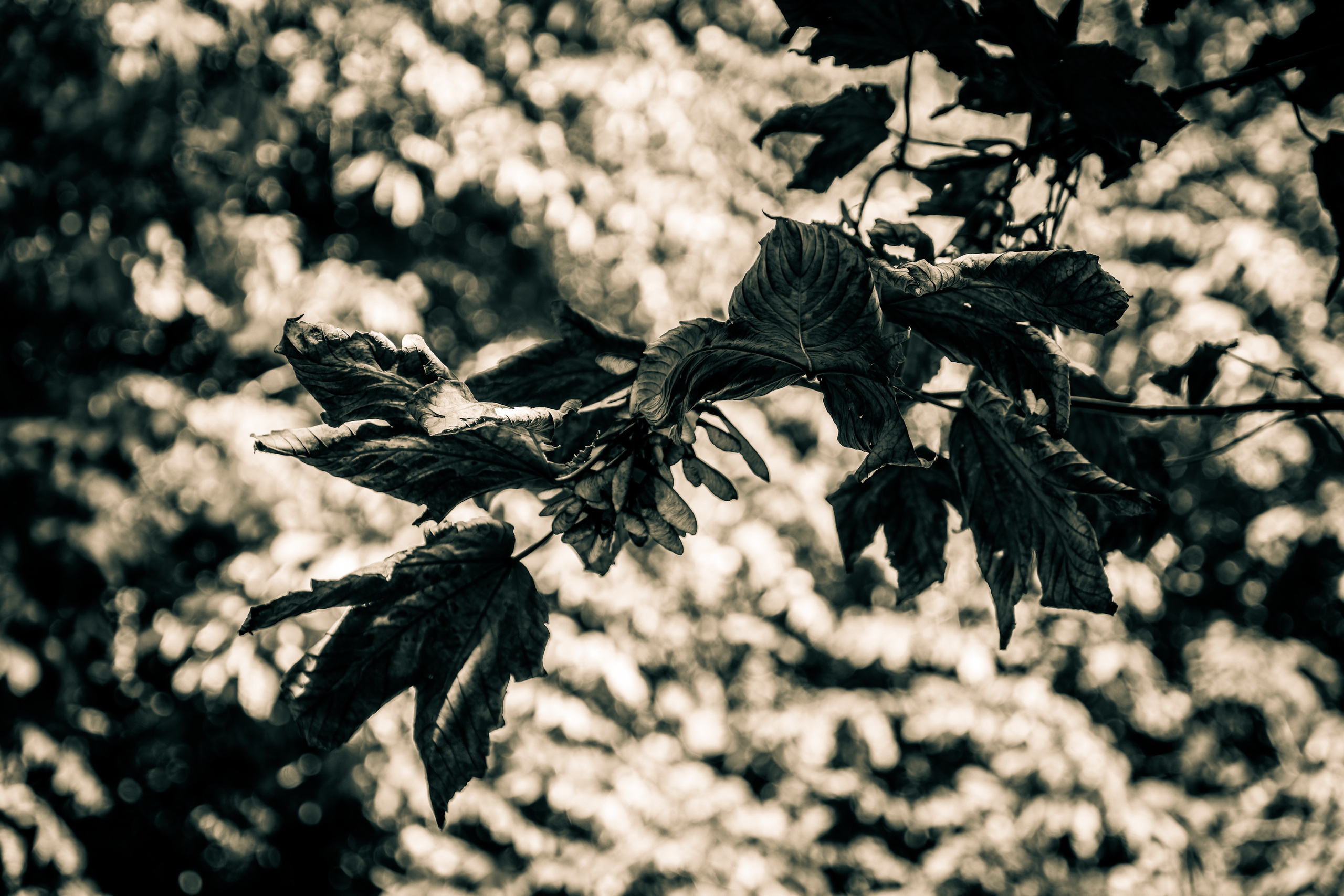 Sügise killud. Nebula 25 — Fotod teie hingele