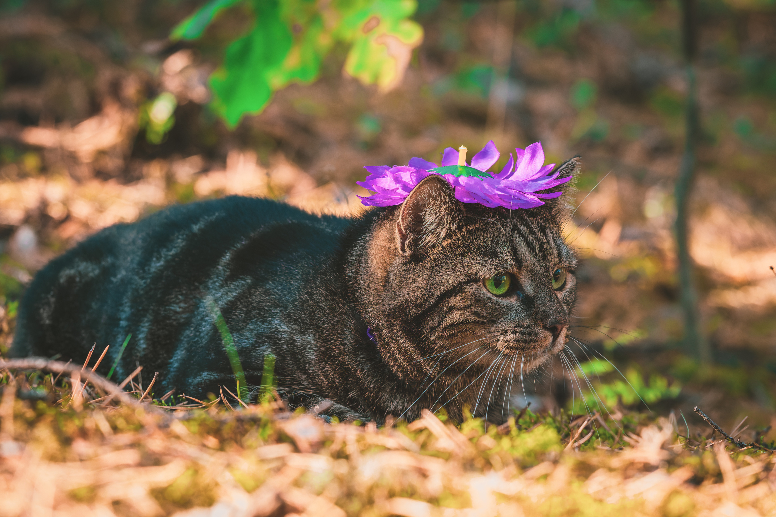 Suitsudeemon ja tema kass (Saša). Nebula 25 — Fotod teie hingele